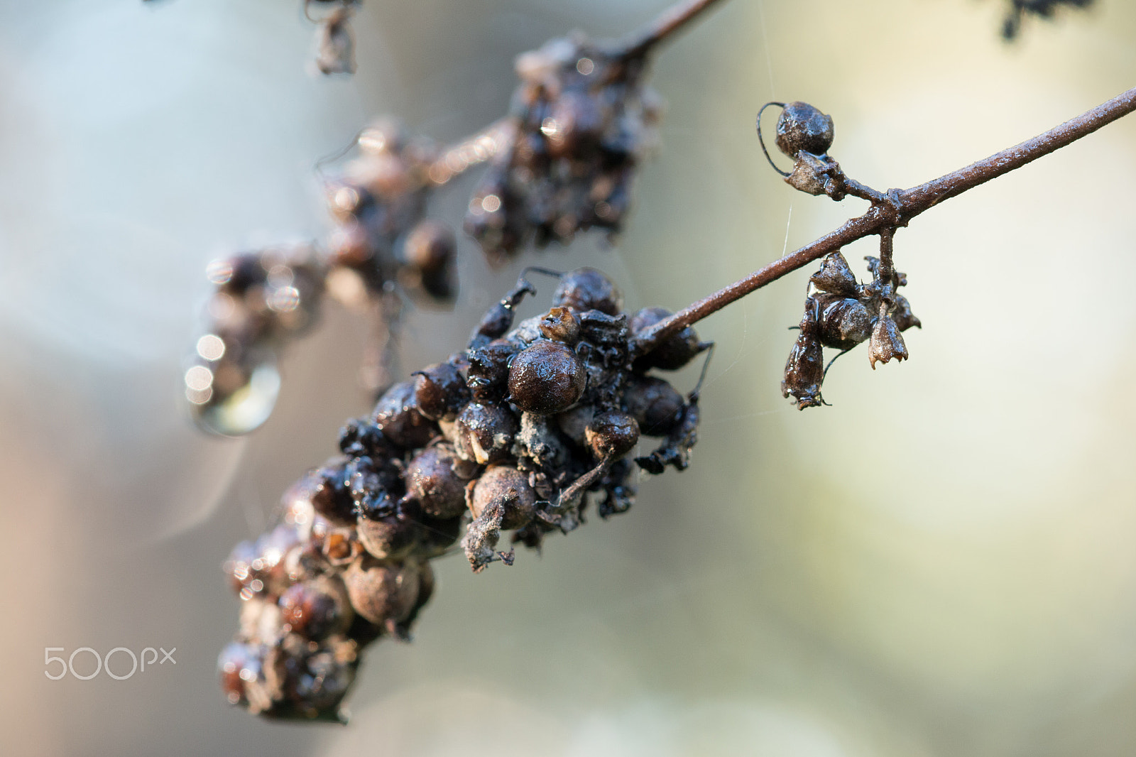 Canon EF 100mm F2.8 Macro USM sample photo. Life potential in macro scale photography