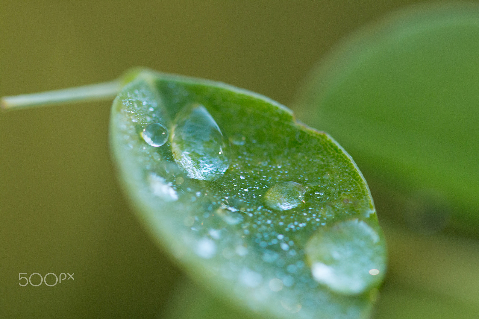 Canon EF 100mm F2.8 Macro USM sample photo. World though the wother photography