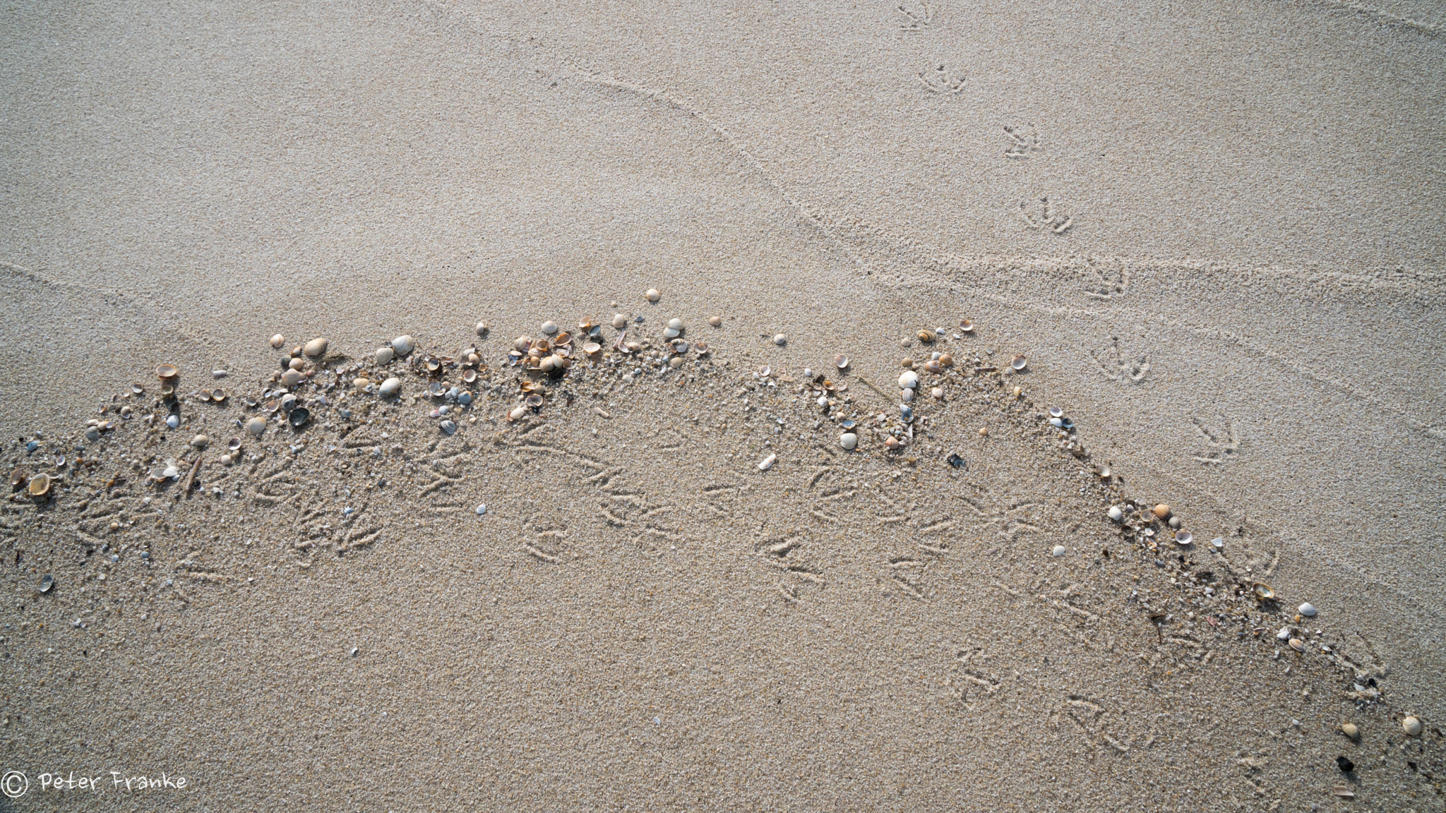 Sony a6300 sample photo. Sylt muscheln photography