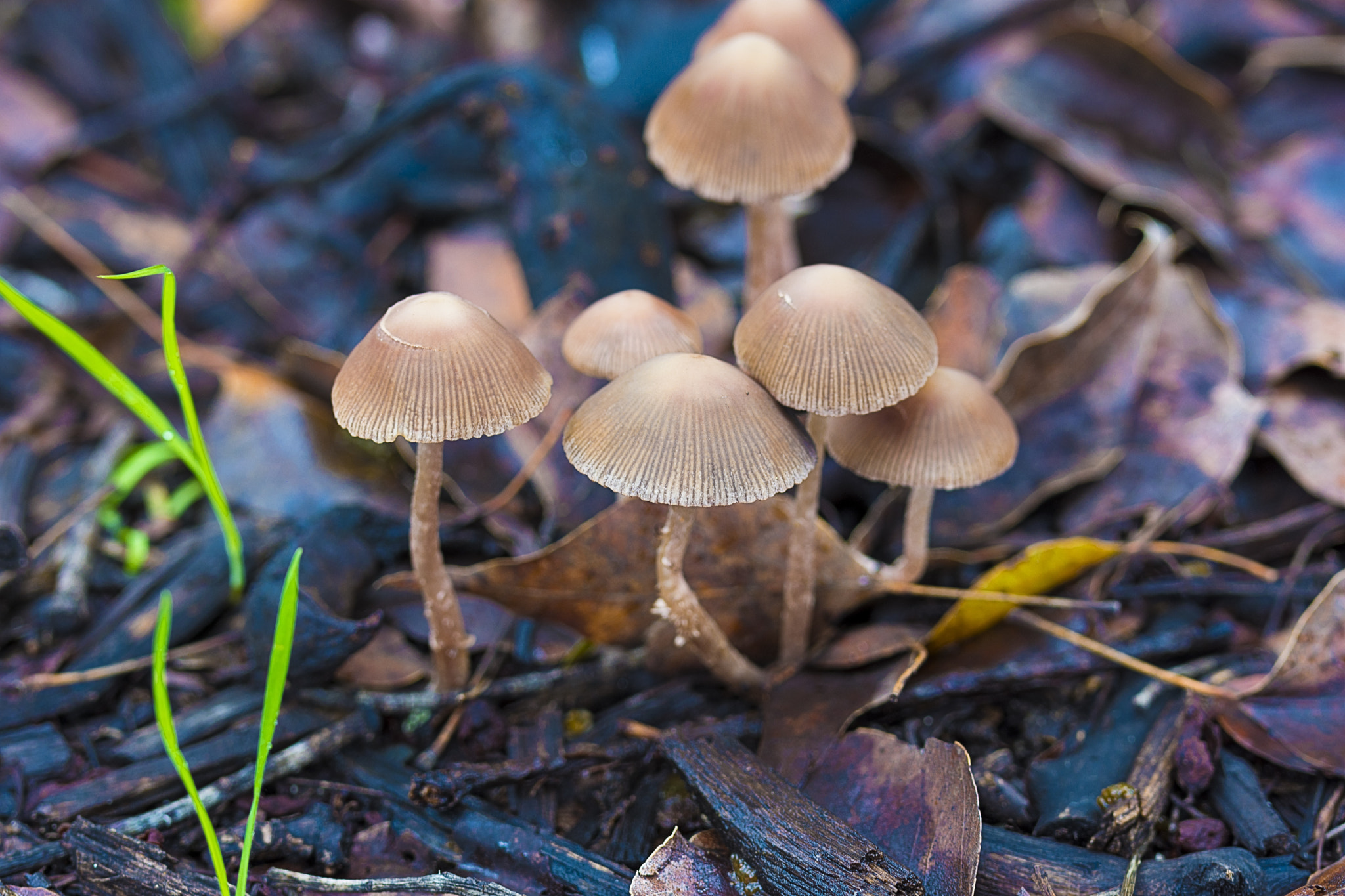 Nikon D7200 sample photo. Mushroom family photography
