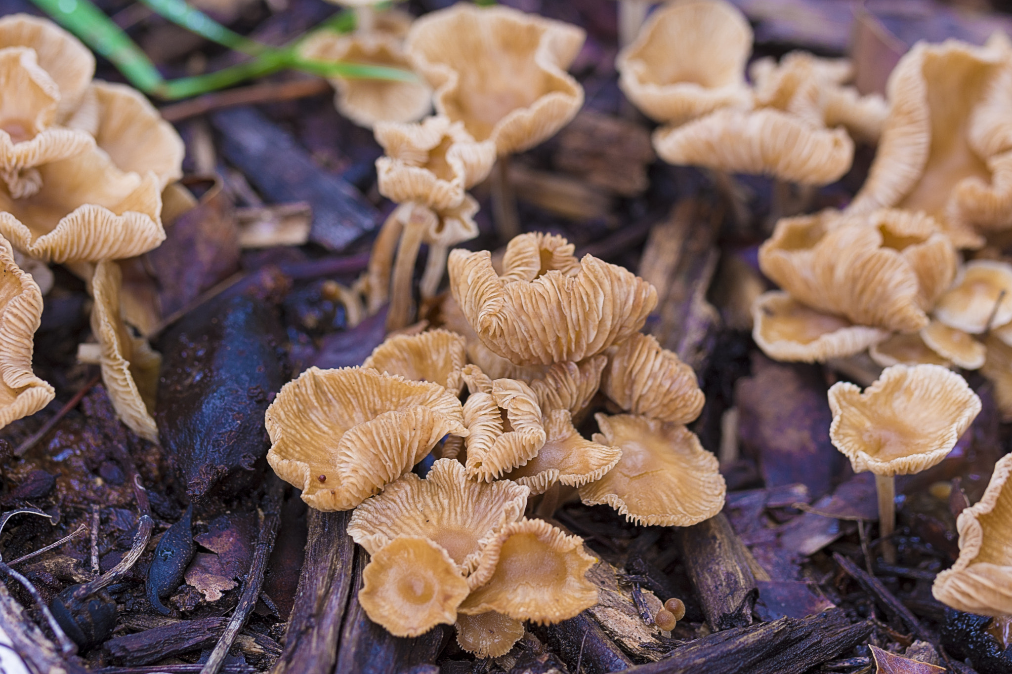 Nikon D7200 + Tamron SP 90mm F2.8 Di VC USD 1:1 Macro (F004) sample photo. Mushroom forest photography