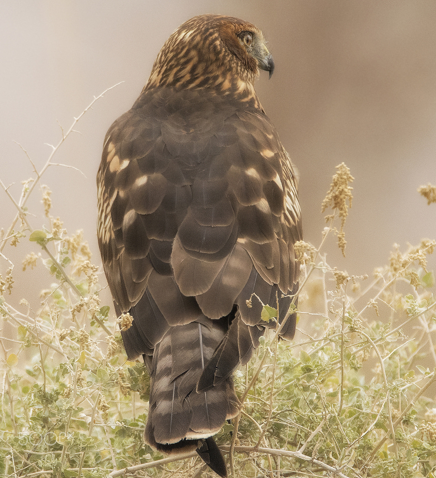 Nikon D500 sample photo. Contemplating a hunt photography