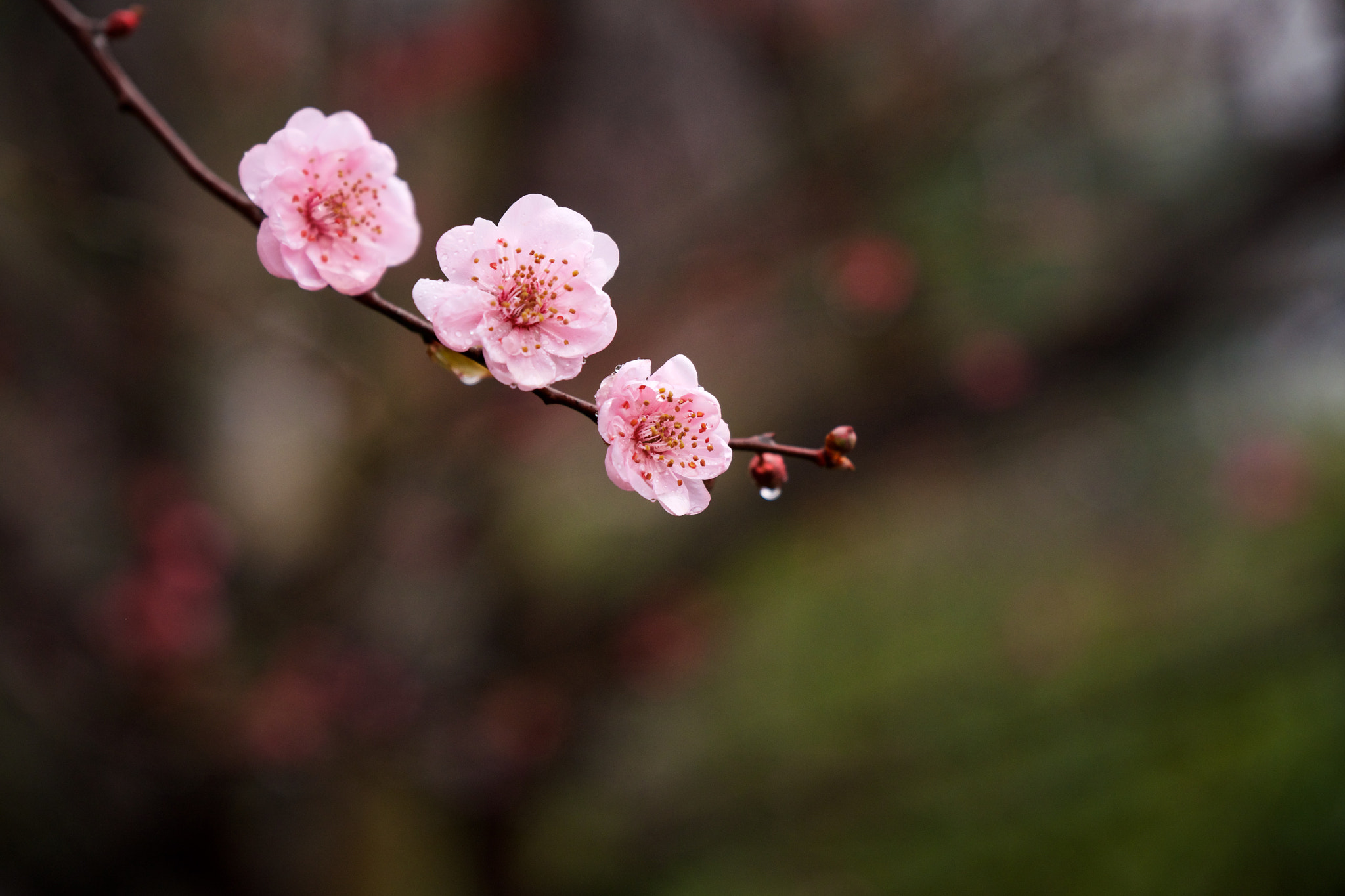 Fujifilm X-T1 + Fujifilm XF 16-55mm F2.8 R LM WR sample photo. 雨中梅瓣 photography