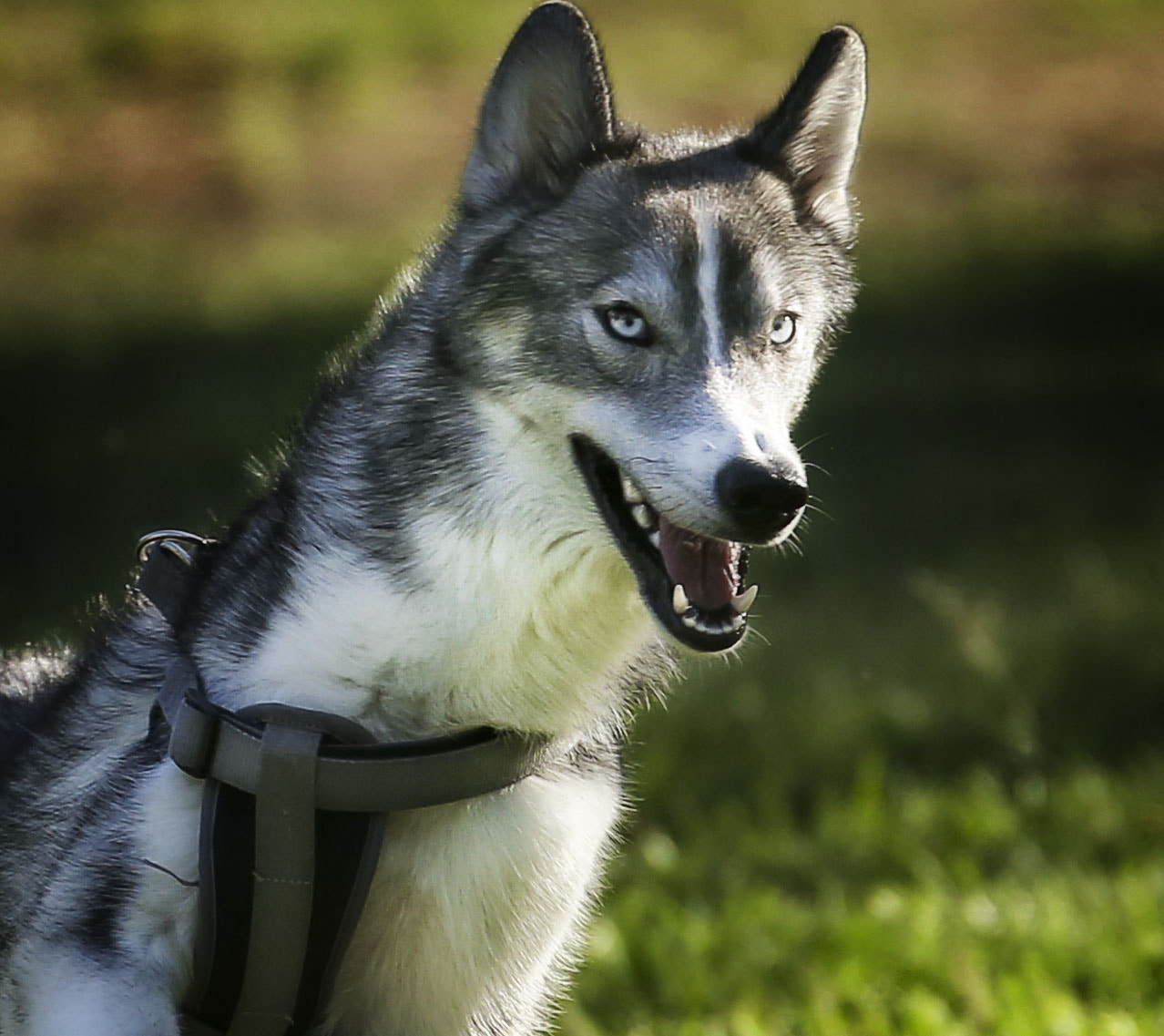 Canon EF 70-300mm F4-5.6L IS USM sample photo. Husky photography