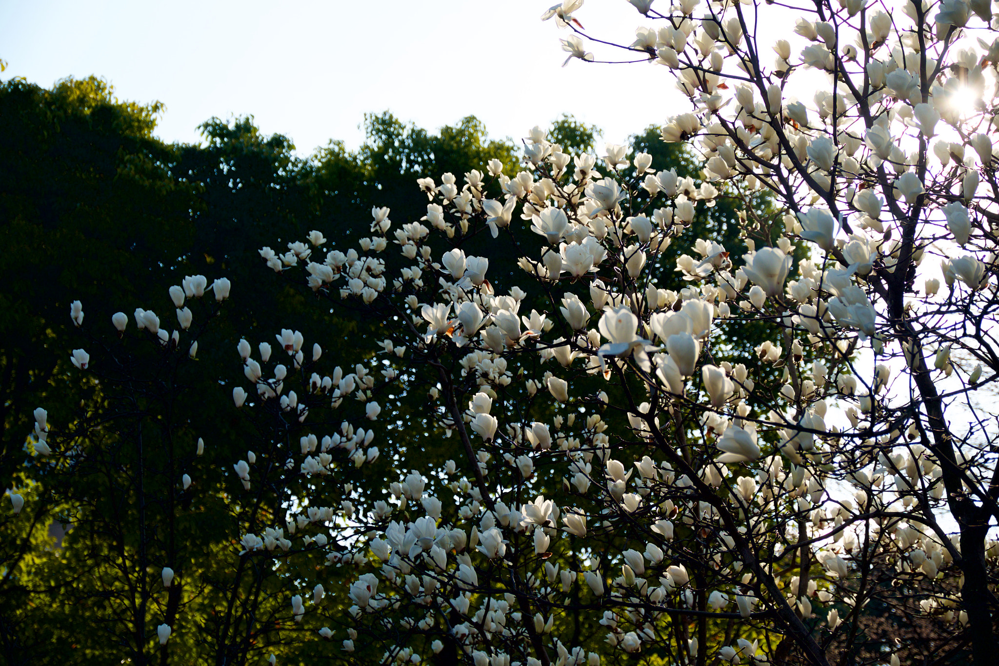 Fujifilm X-T1 + Fujifilm XF 16-55mm F2.8 R LM WR sample photo. 早晨阳光下的白玉兰 photography