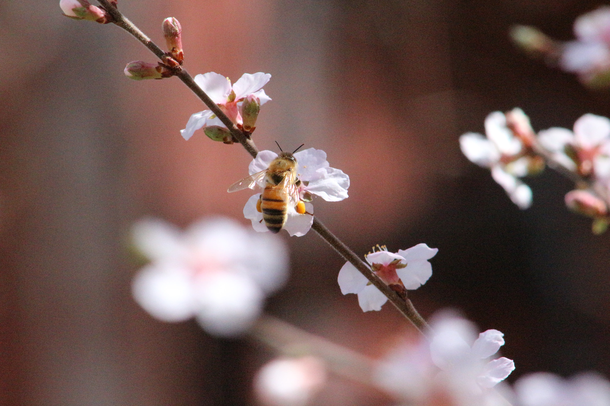 Canon EOS 700D (EOS Rebel T5i / EOS Kiss X7i) + EF75-300mm f/4-5.6 sample photo