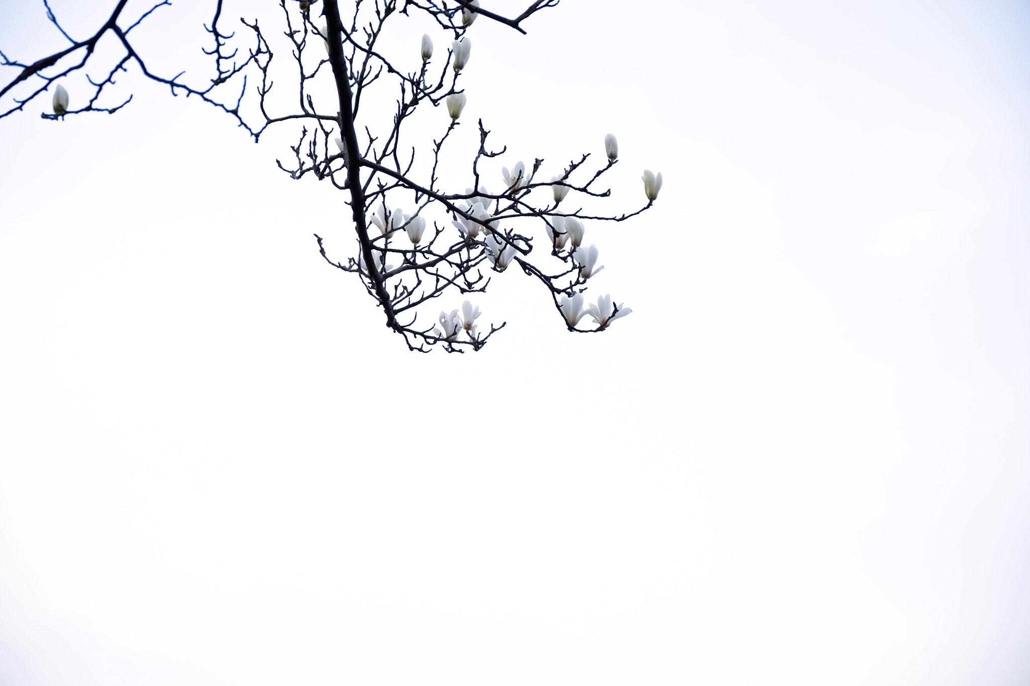 Fujifilm X-T1 + Fujifilm XF 16-55mm F2.8 R LM WR sample photo. 留白的天空 photography