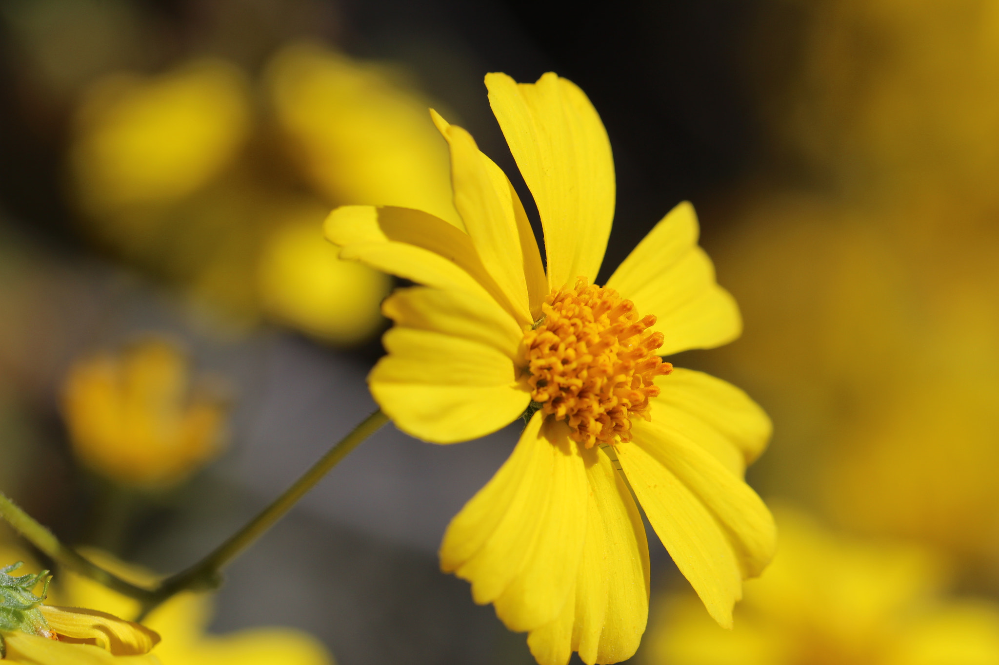 Canon EF 100mm F2.8L Macro IS USM sample photo. Brittlebush photography