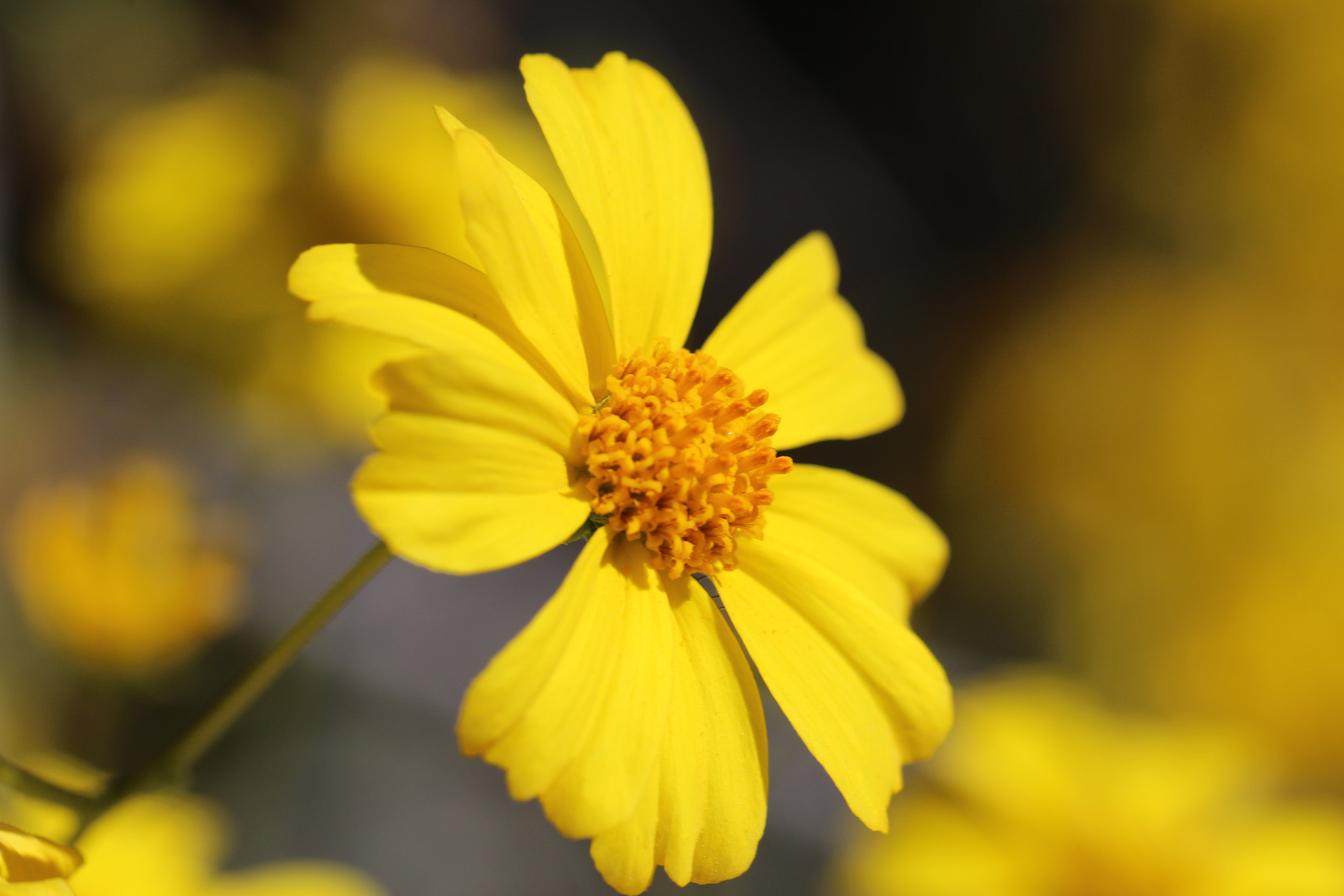 Canon EF 100mm F2.8L Macro IS USM sample photo. Brittlebush photography