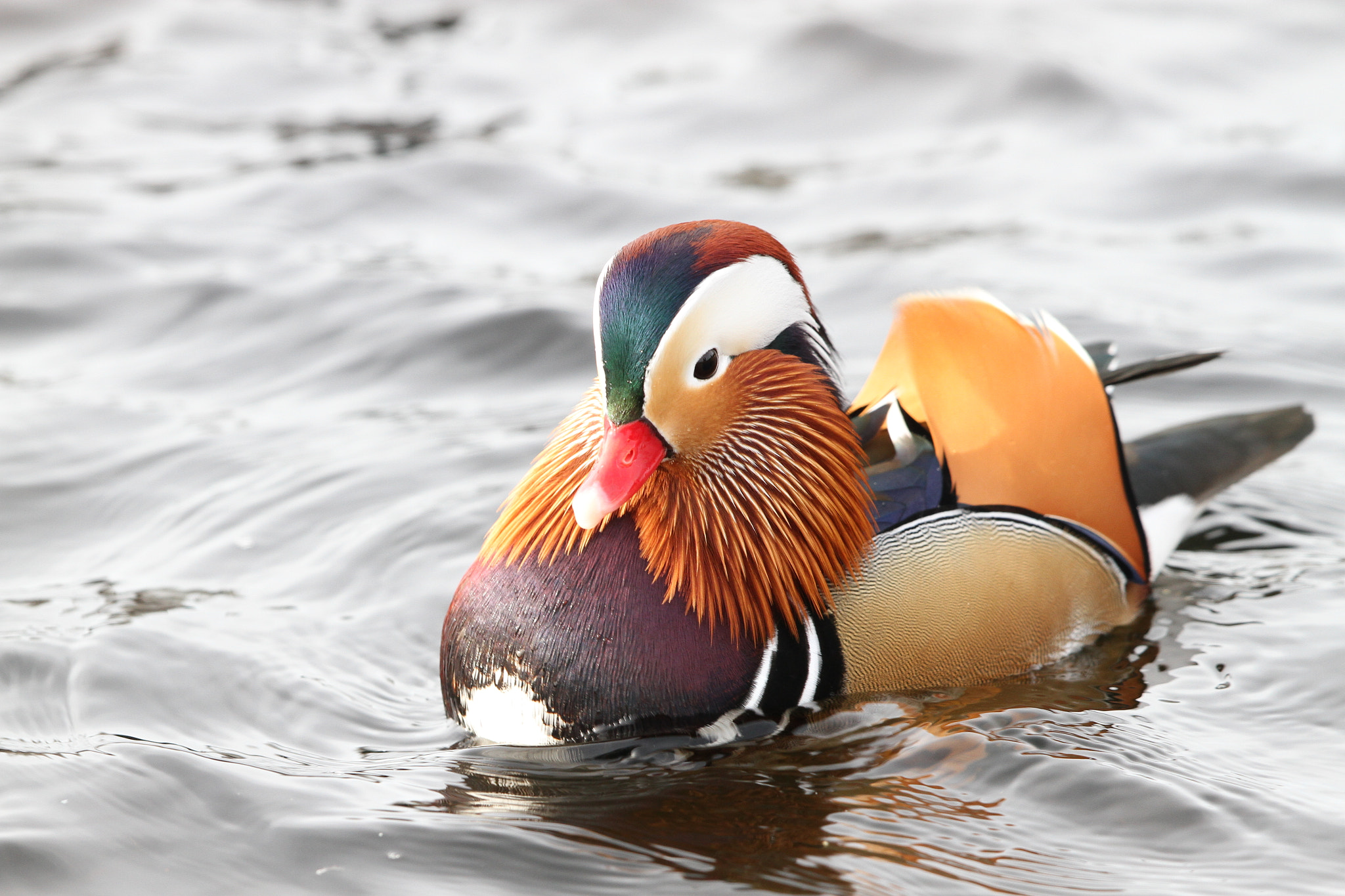 Canon EF 500mm F4L IS II USM sample photo. Mandarin photography