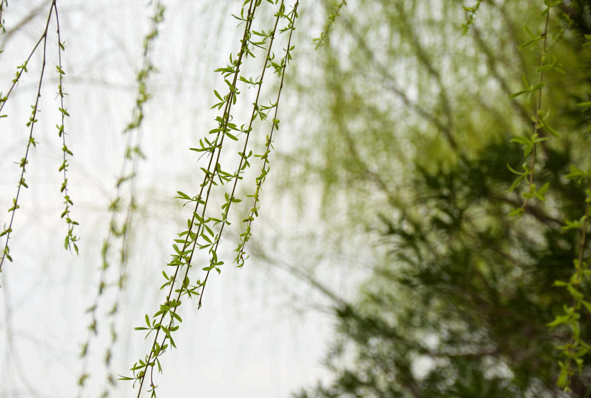 Fujifilm X-T1 + Fujifilm XF 16-55mm F2.8 R LM WR sample photo. 新生的杨柳枝 photography