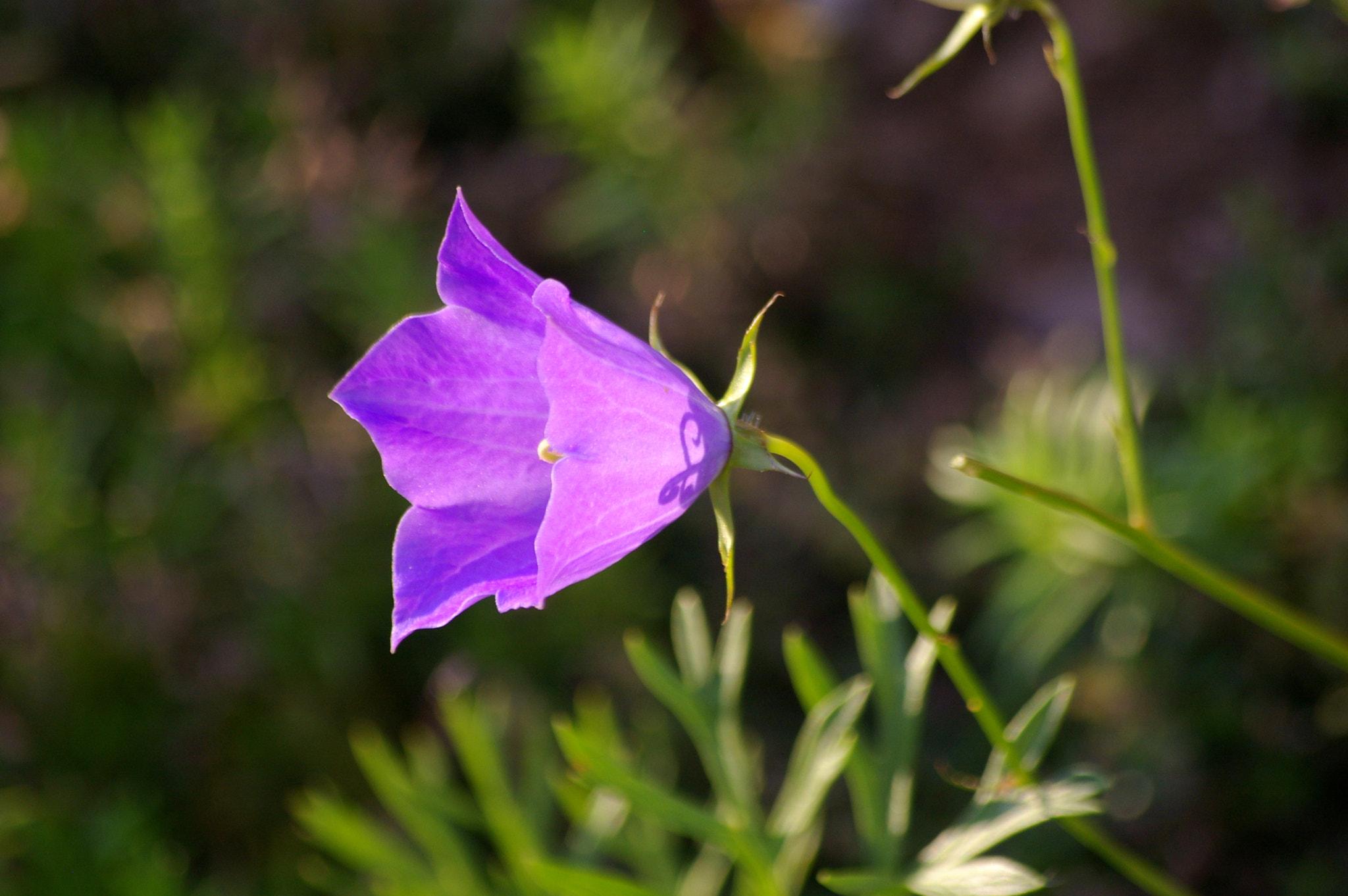 Pentax K100D Super + Pentax smc DA 50-200mm F4-5.6 ED sample photo. Bellflower with little shadow photography