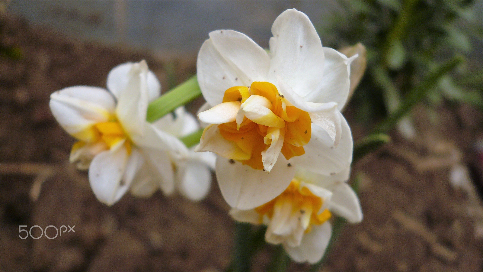 Panasonic DMC-FX07 sample photo. Narcissus flower photography