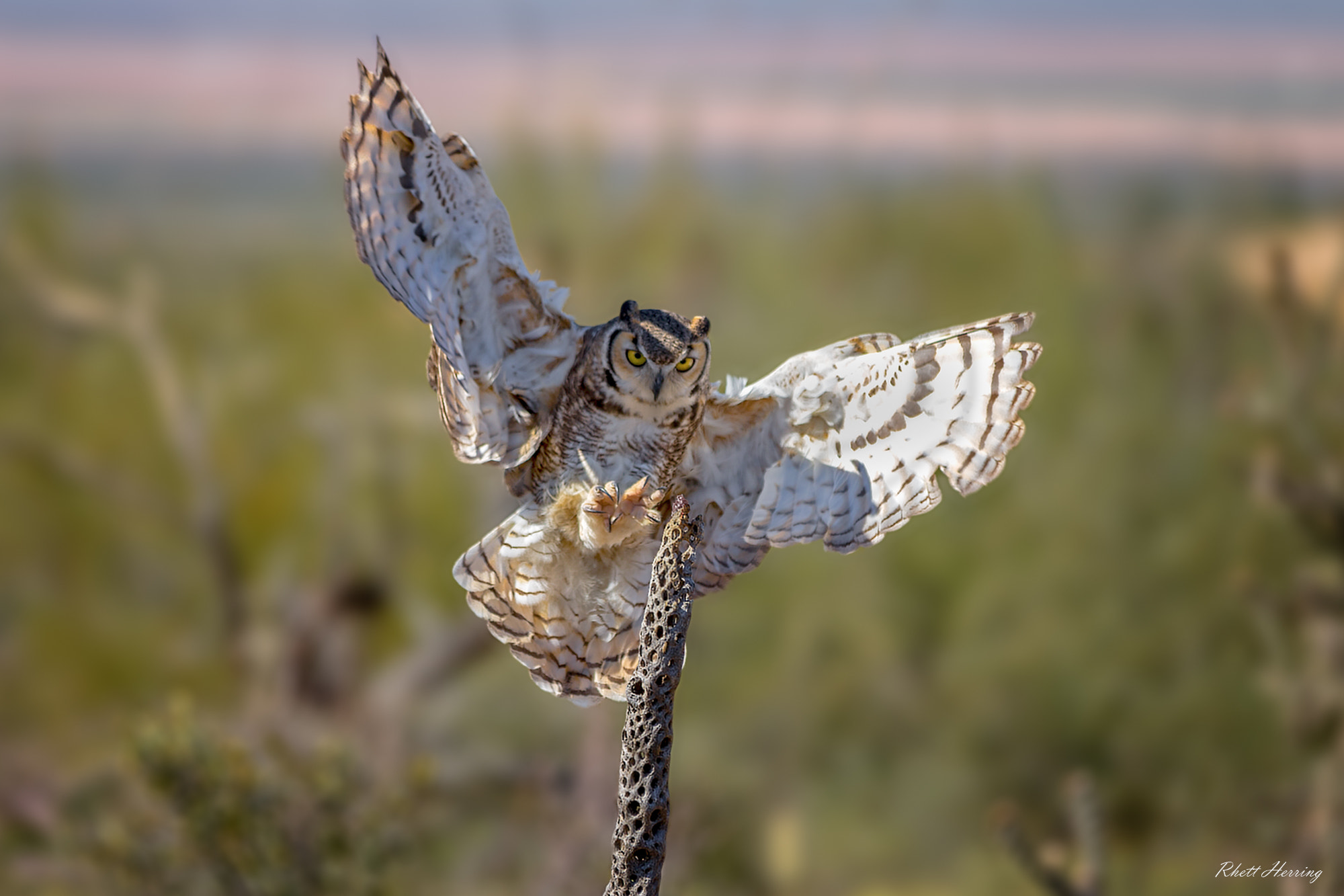 Canon EOS-1D X sample photo. Great horned owl photography