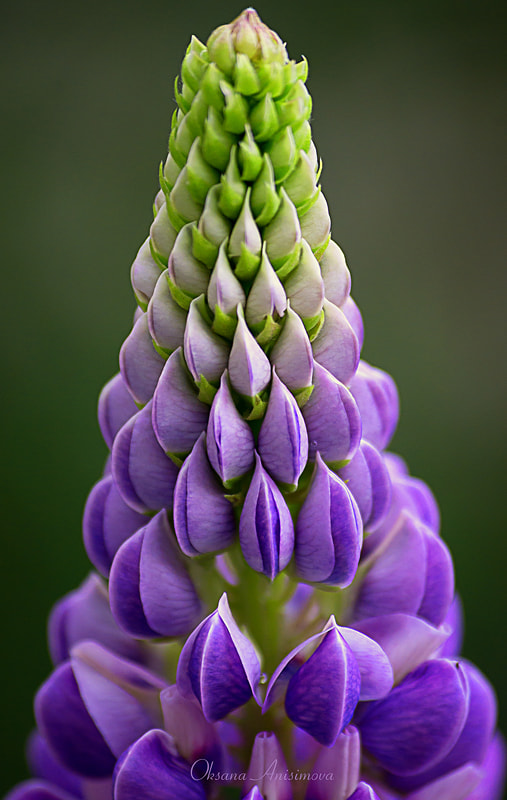 Sony 75-300mm F4.5-5.6 sample photo. Конус photography