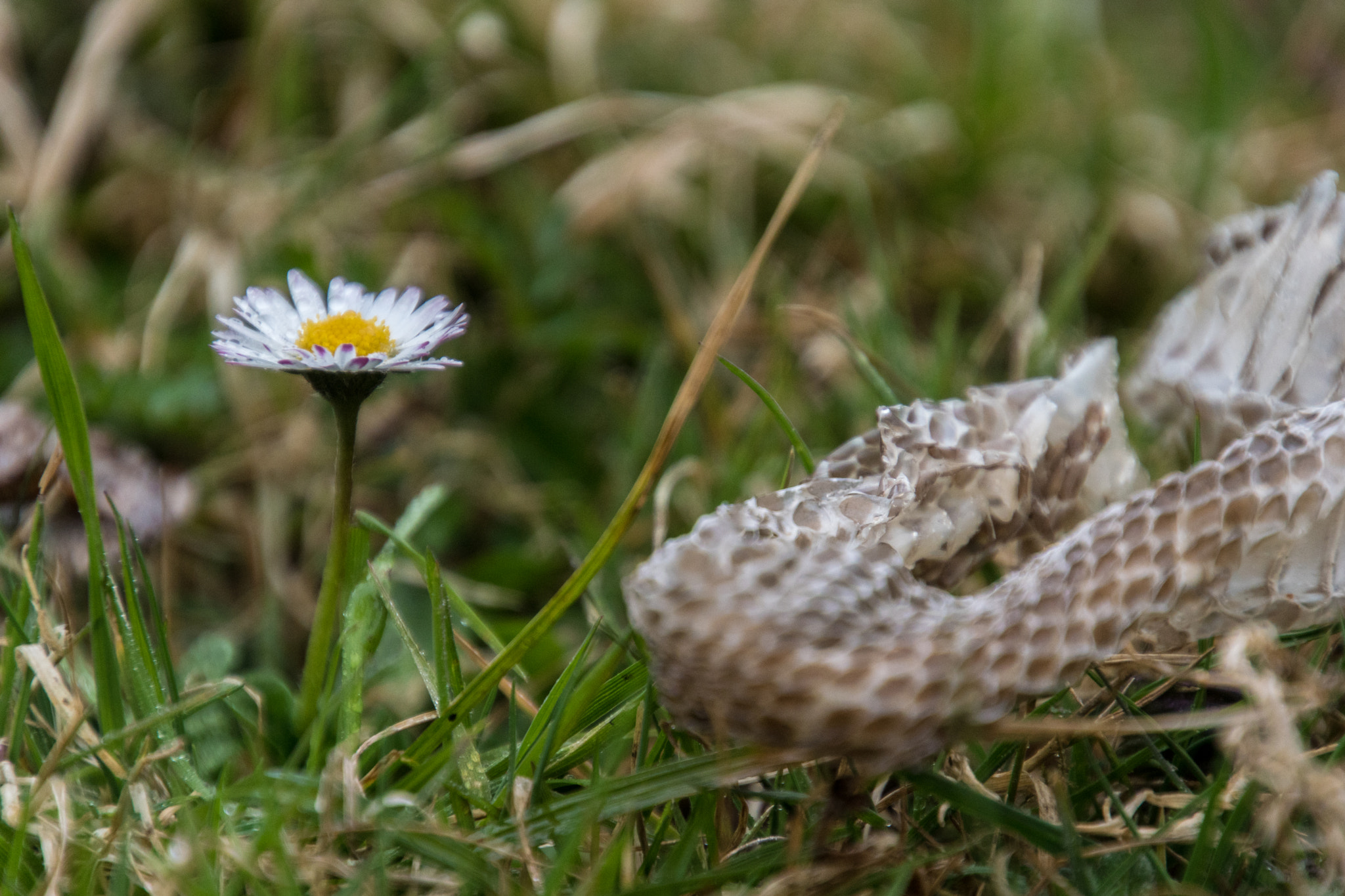 Sony ILCA-77M2 + Tamron 16-300mm F3.5-6.3 Di II VC PZD Macro sample photo. Von der schlange bewacht photography