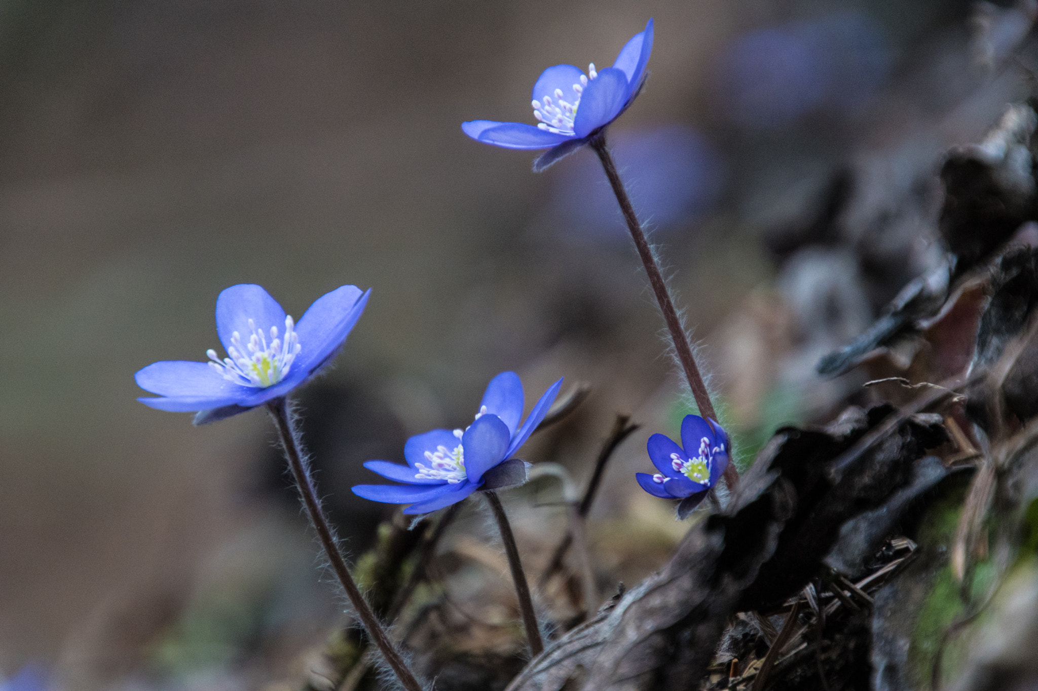 Tamron 16-300mm F3.5-6.3 Di II VC PZD Macro sample photo. In richtung sonne photography
