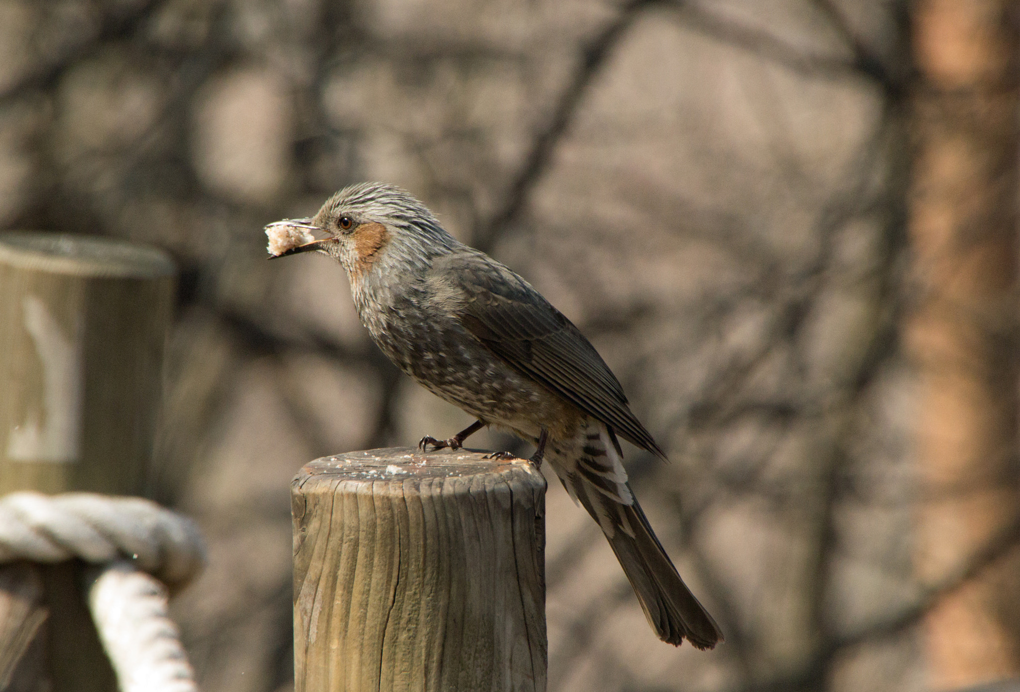 Canon EOS 60D sample photo. Bird photography