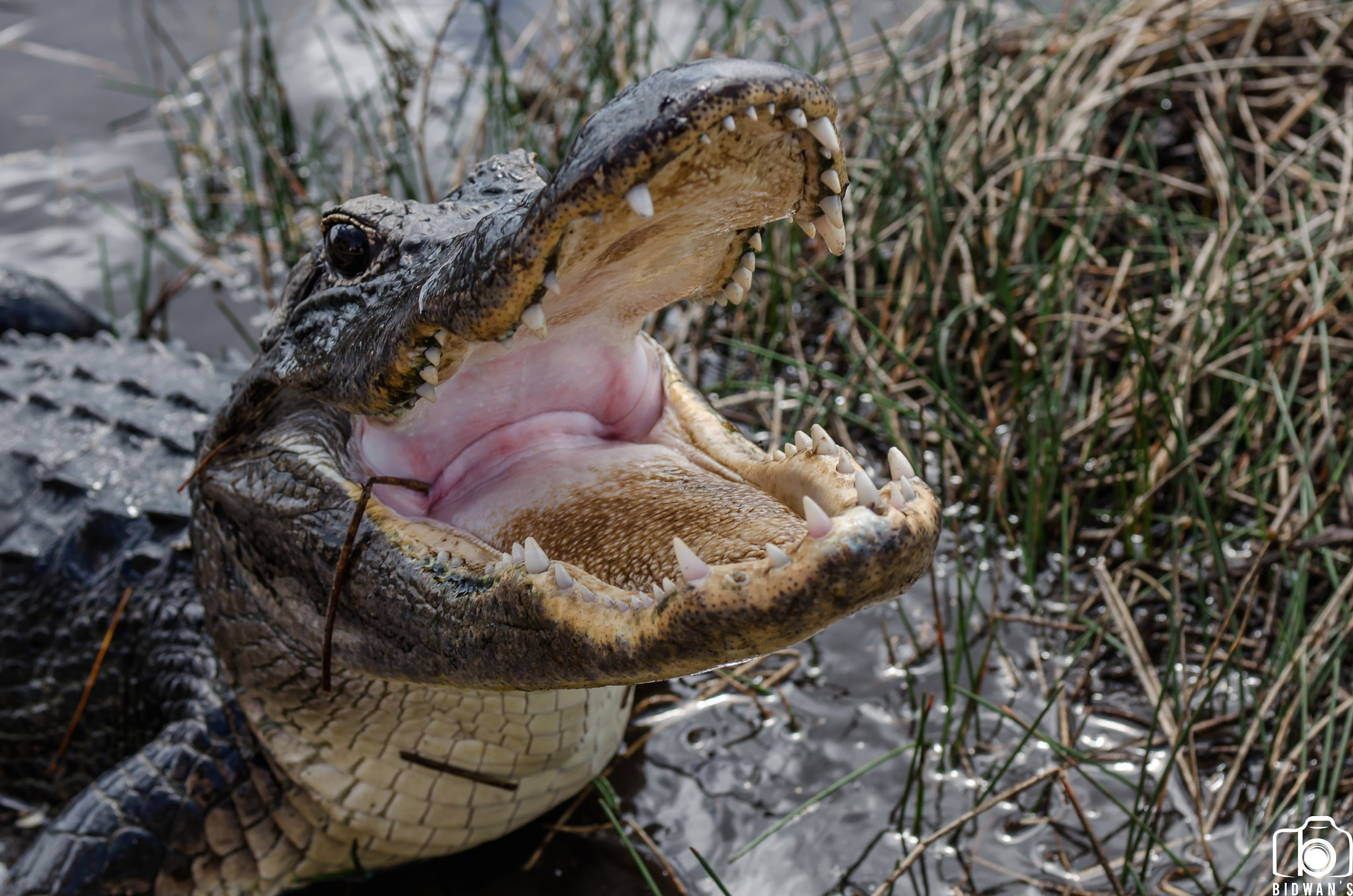 Nikon AF-S Nikkor 28-70mm F2.8 ED-IF sample photo. Alligators of the everglades photography