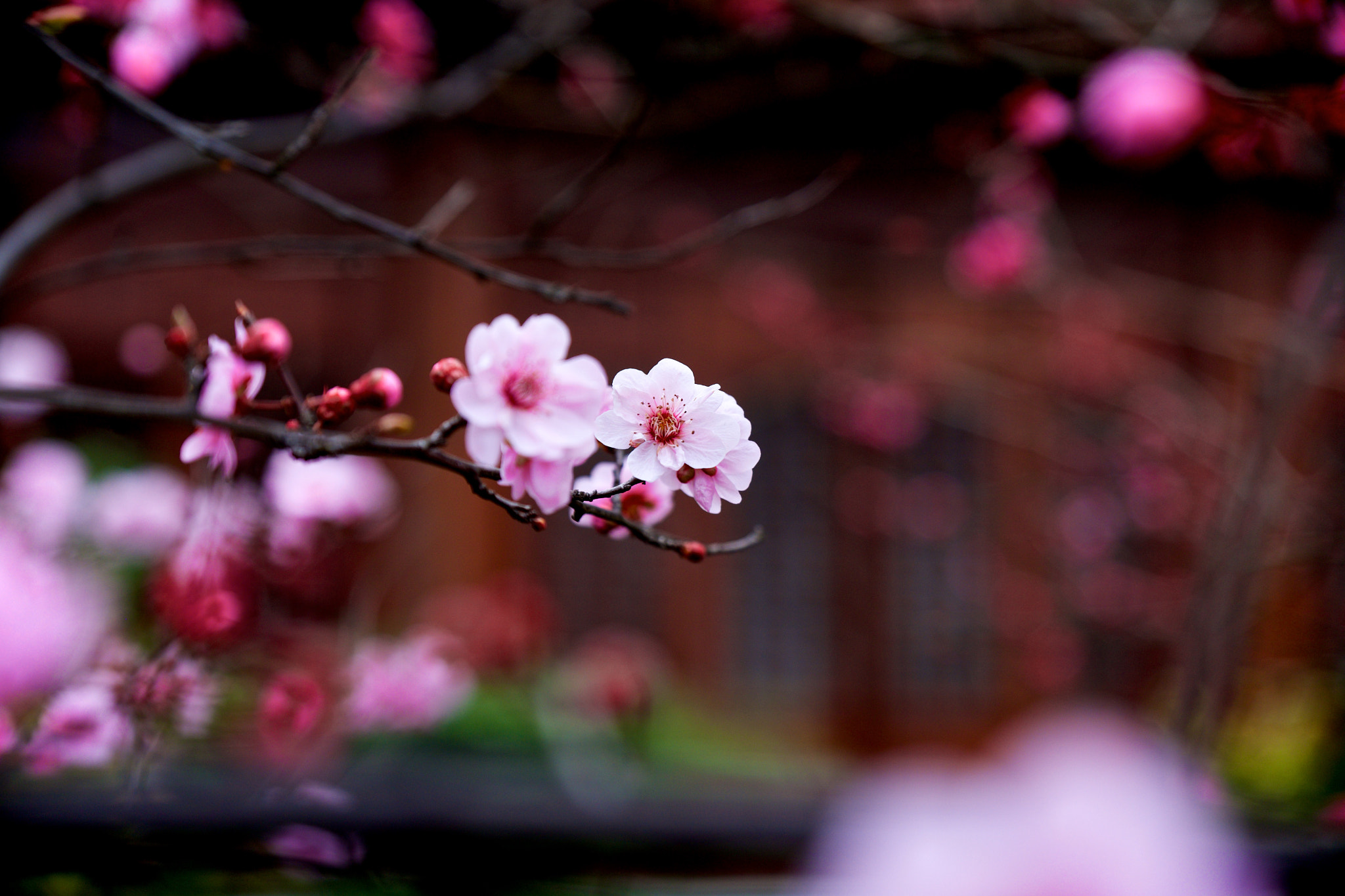 Fujifilm X-T1 + Fujifilm XF 16-55mm F2.8 R LM WR sample photo. 红梅 photography
