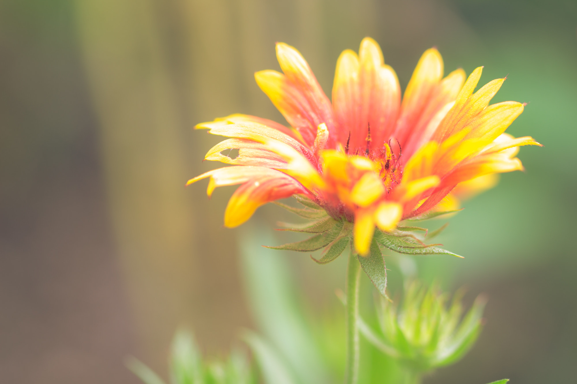 Sigma 105mm F2.8 EX DG OS HSM sample photo
