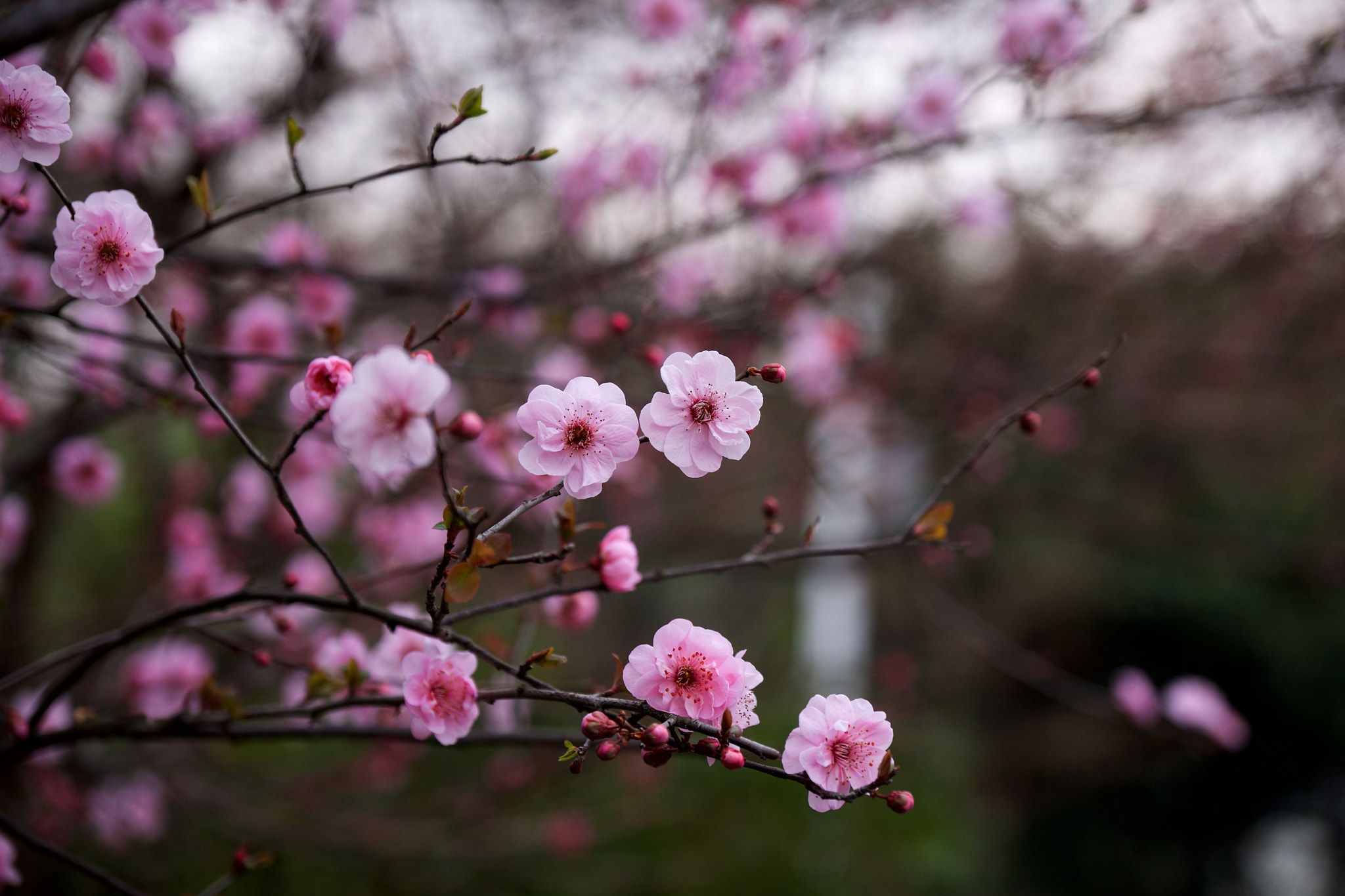 Fujifilm X-T1 + Fujifilm XF 16-55mm F2.8 R LM WR sample photo. 红梅 photography