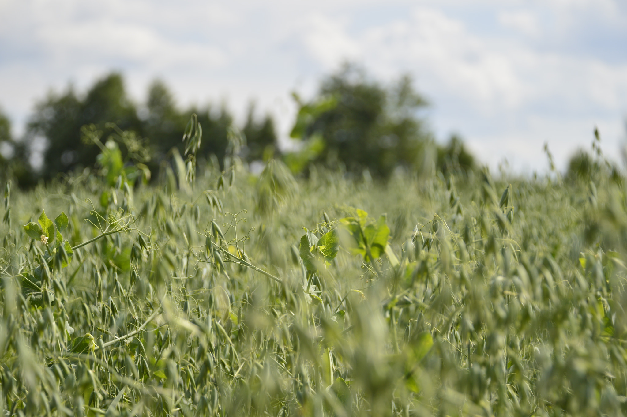 Nikon D3200 sample photo. Countryside, oatfield photography