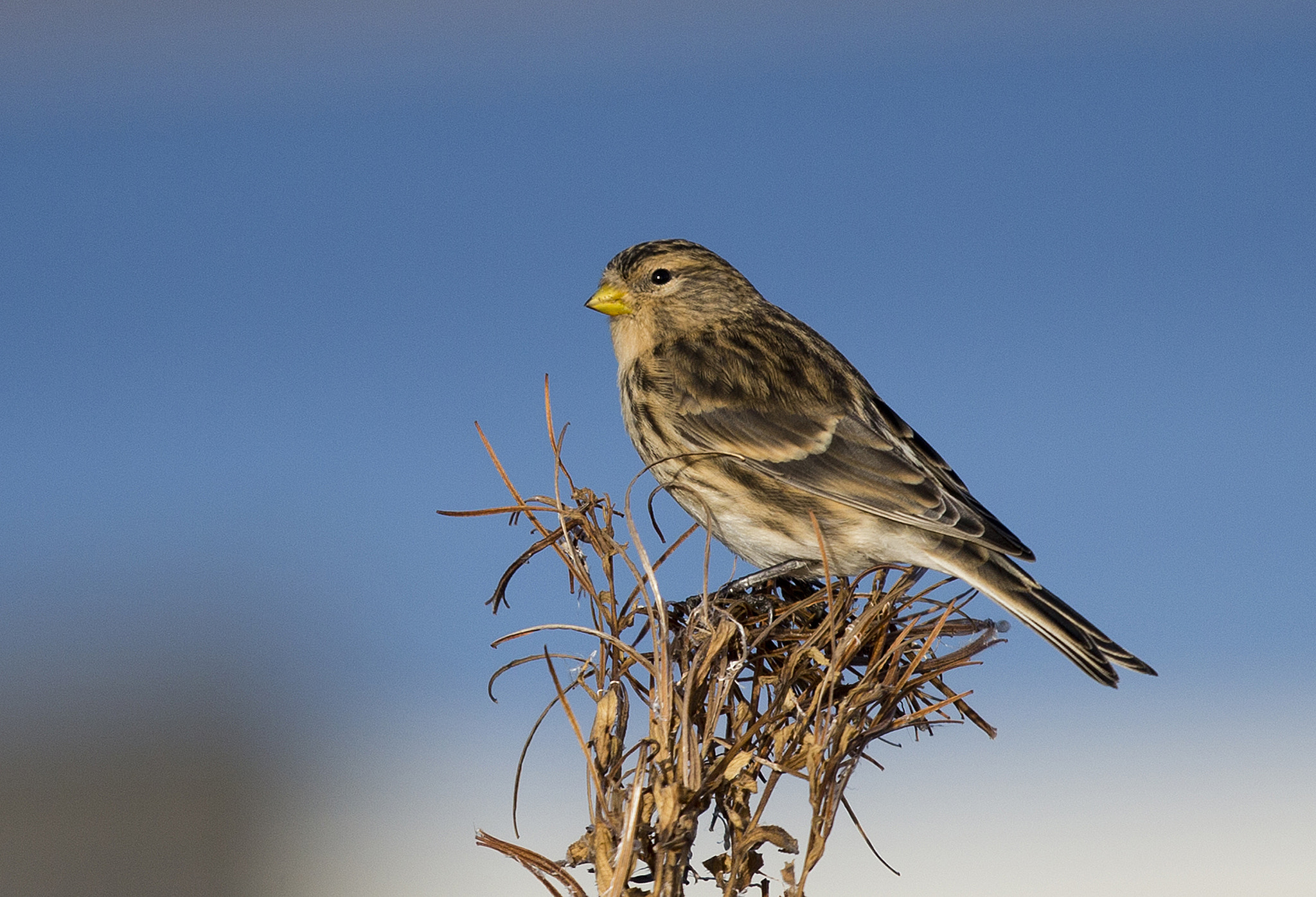 Canon EF 70-200mm F2.8L IS II USM sample photo. Carduelis flavirostris photography