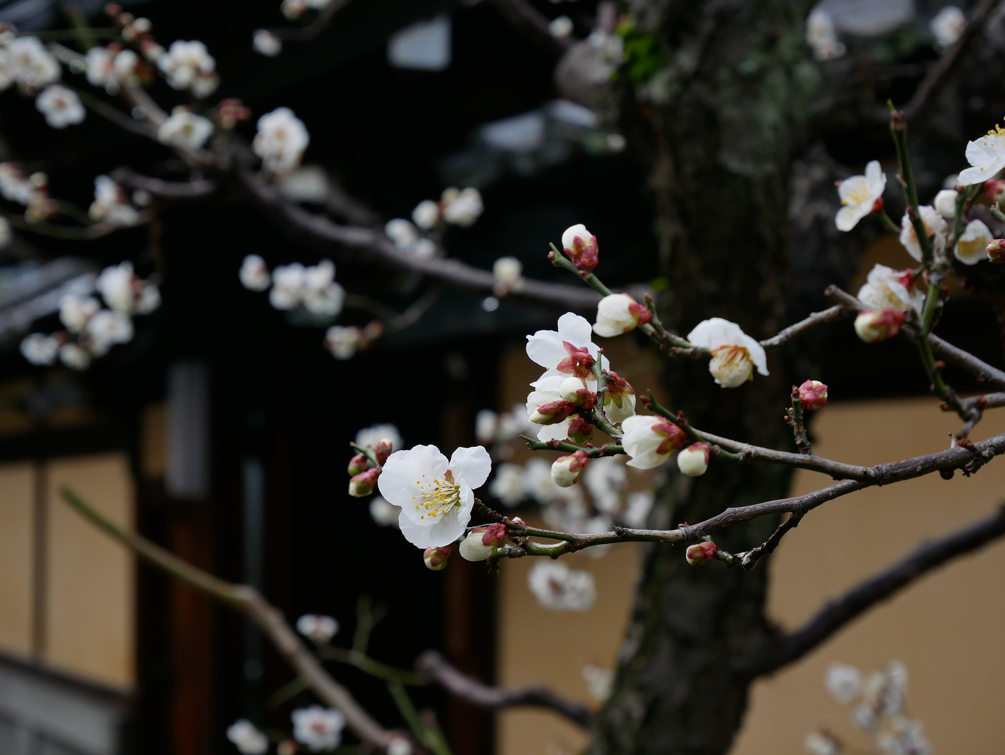 Panasonic Lumix DMC-GX85 (Lumix DMC-GX80 / Lumix DMC-GX7 Mark II) sample photo. Plum blossom in honnouji-temple photography