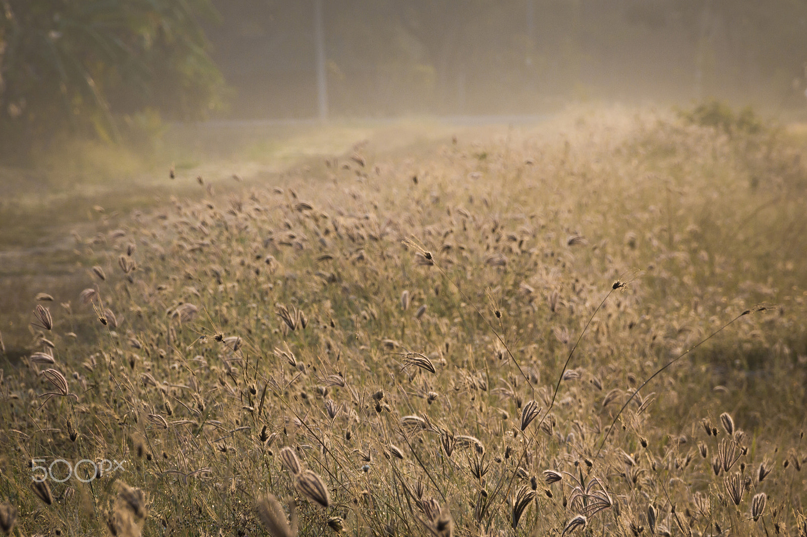 Sigma 18-250mm F3.5-6.3 DC OS HSM sample photo. Sunshine over the grass in the summer season. photography