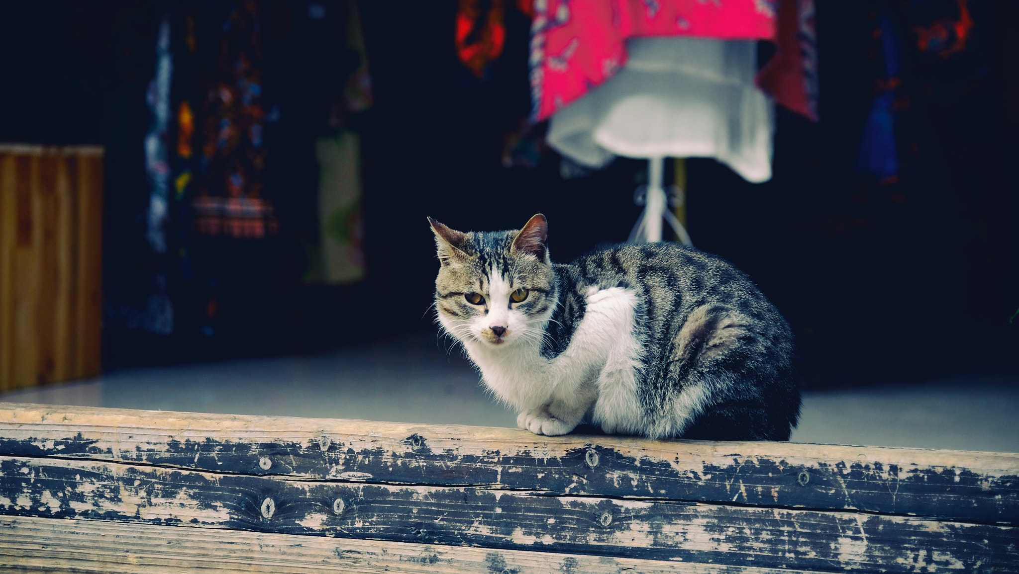 Fujifilm X-T1 + Fujifilm XF 16-55mm F2.8 R LM WR sample photo. 猫咪 photography