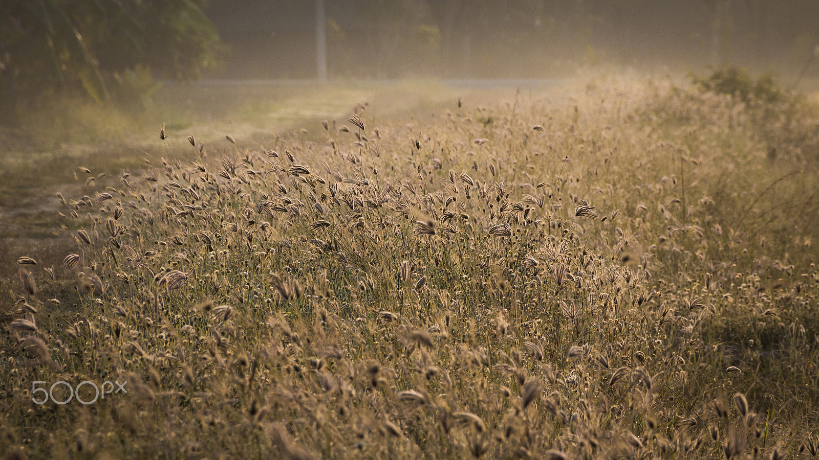 Sigma 18-250mm F3.5-6.3 DC OS HSM sample photo. Sunshine over the grass in the summer season. photography
