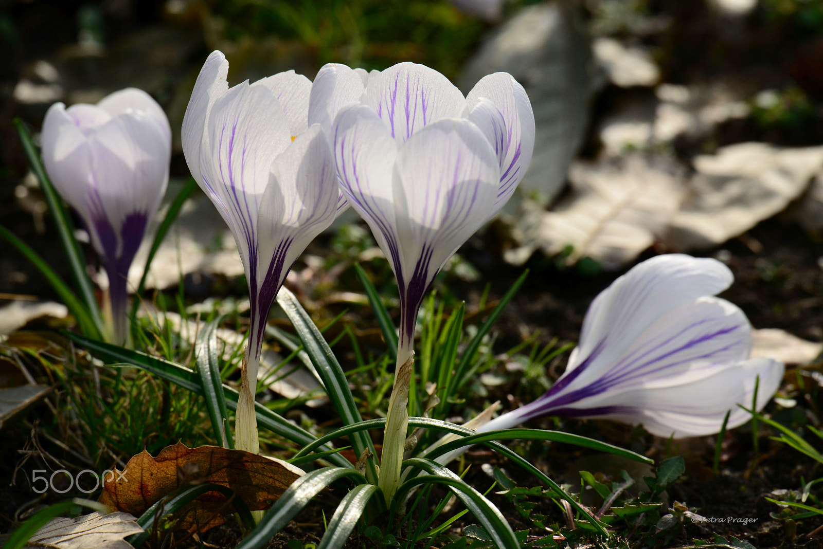 Nikon D800 + Sigma 50-500mm F4.5-6.3 DG OS HSM sample photo. Krokus photography