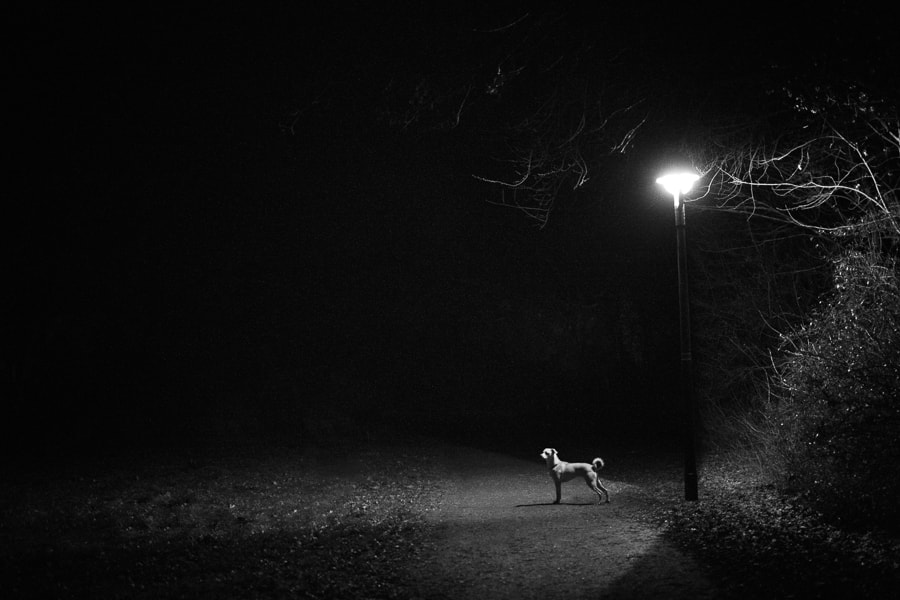 Canon EOS-1D Mark III sample photo. Silent night photography