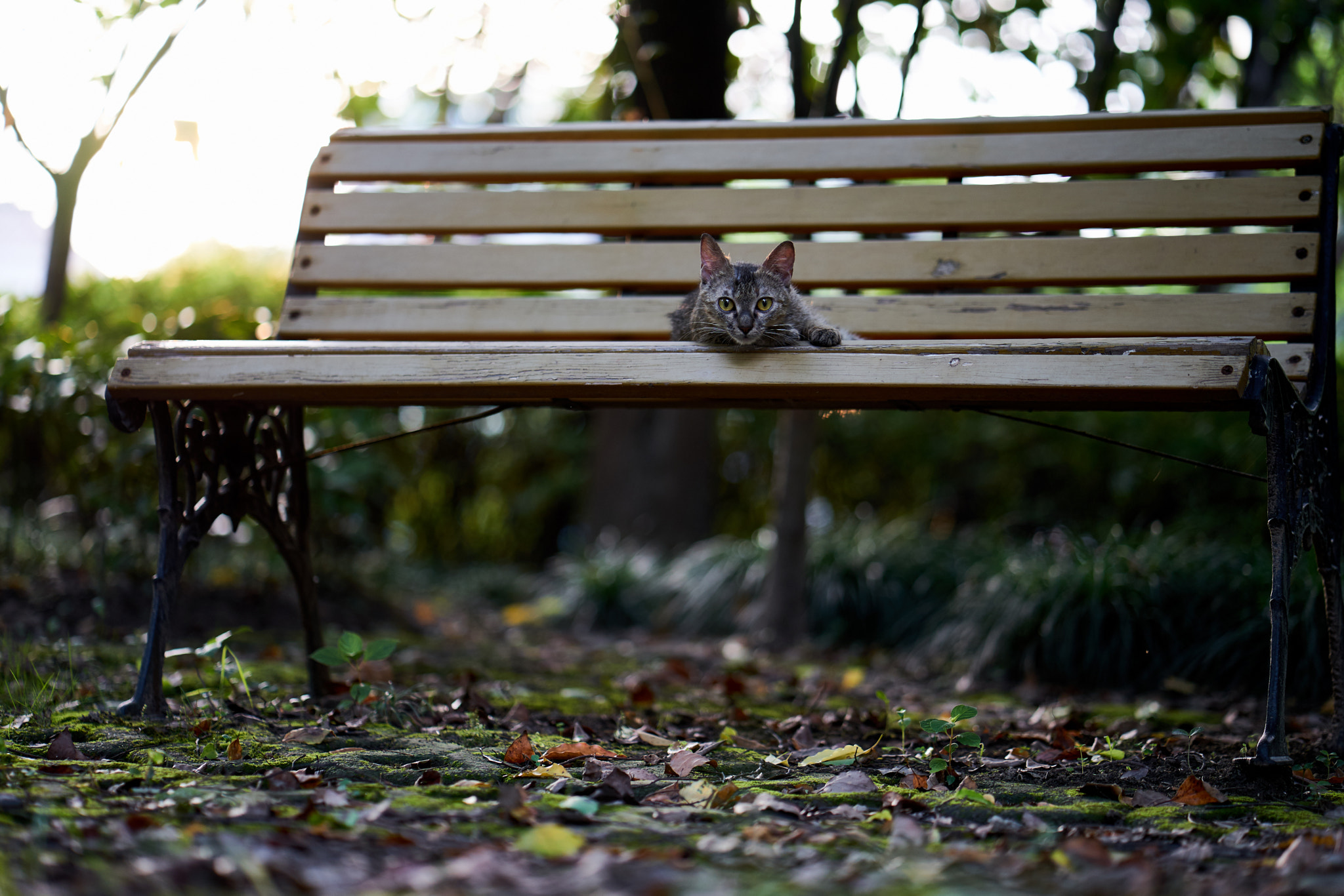 ZEISS Batis 85mm F1.8 sample photo. Kitty in apartment area photography