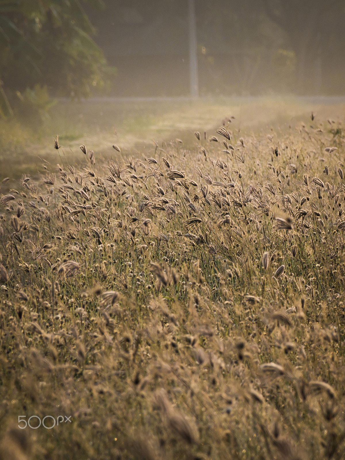 Sigma 18-250mm F3.5-6.3 DC OS HSM sample photo. Sunshine over the grass in the summer season. photography