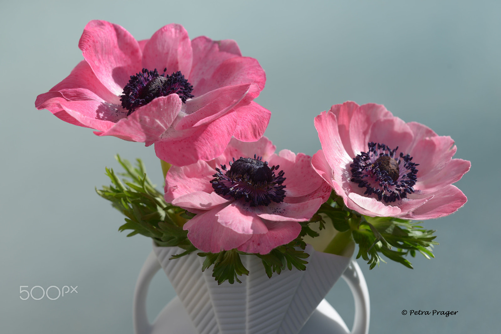 Sigma 150mm F2.8 EX DG OS Macro HSM sample photo. Anemonen photography
