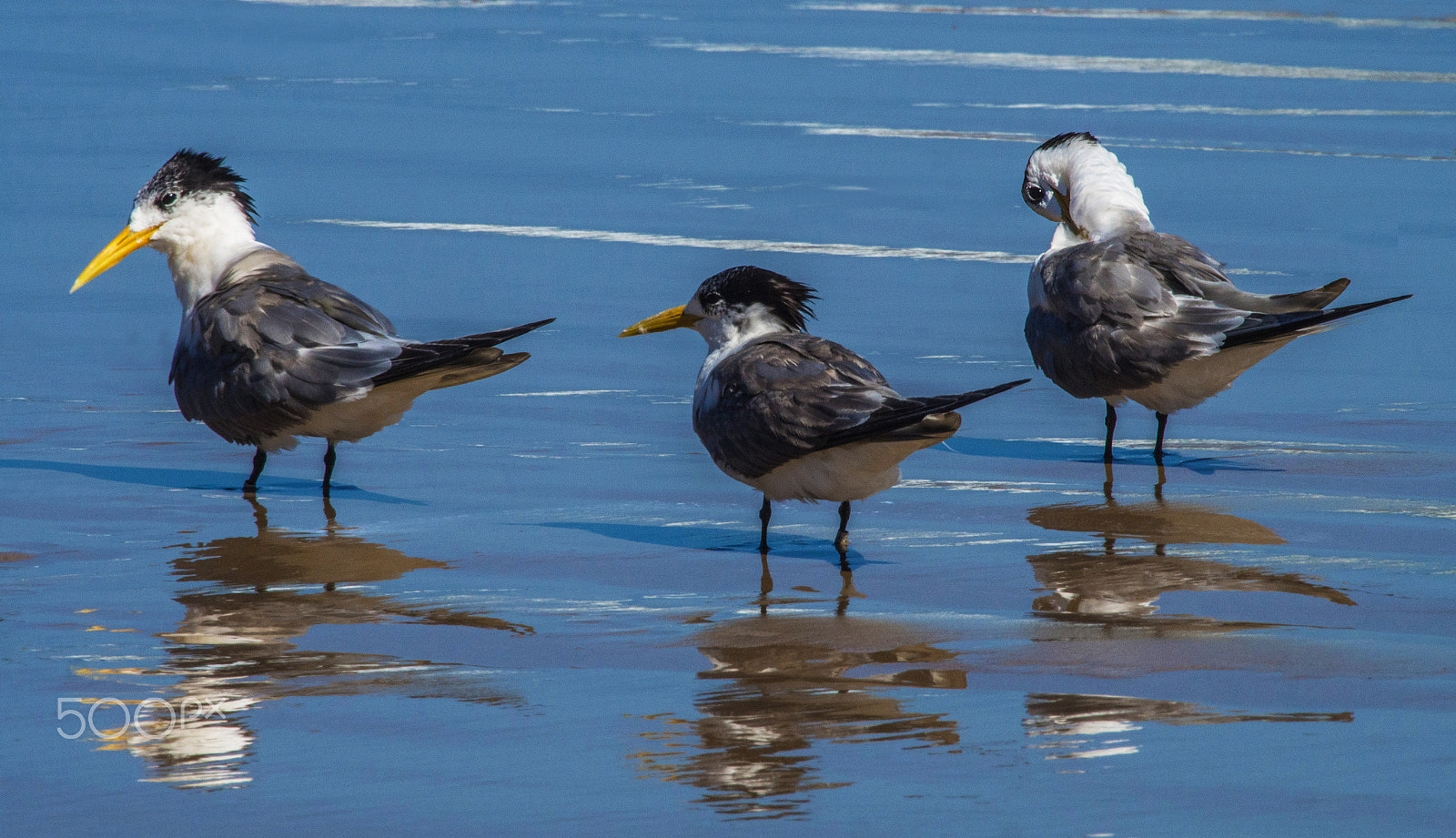 Olympus OM-D E-M5 sample photo. Crested terns (1) photography