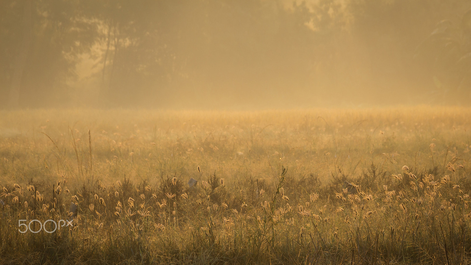 Sigma 18-250mm F3.5-6.3 DC OS HSM sample photo. Sunshine over the grass in the summer season. photography