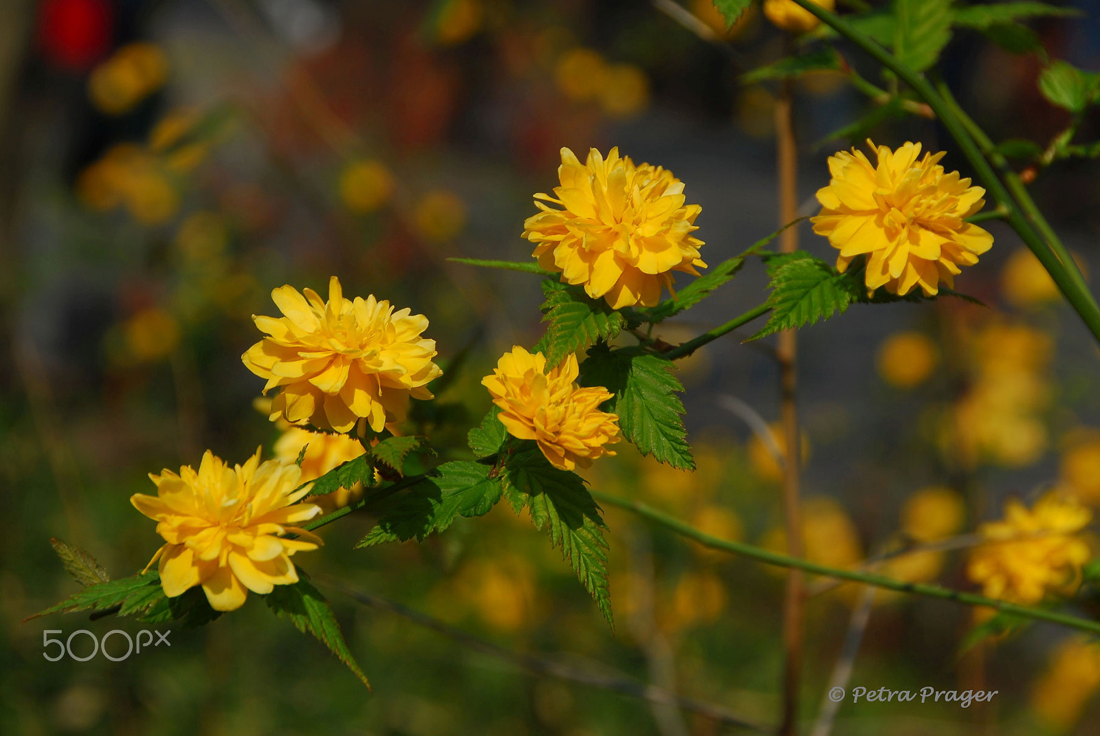 Nikon D200 sample photo. Kerrie photography