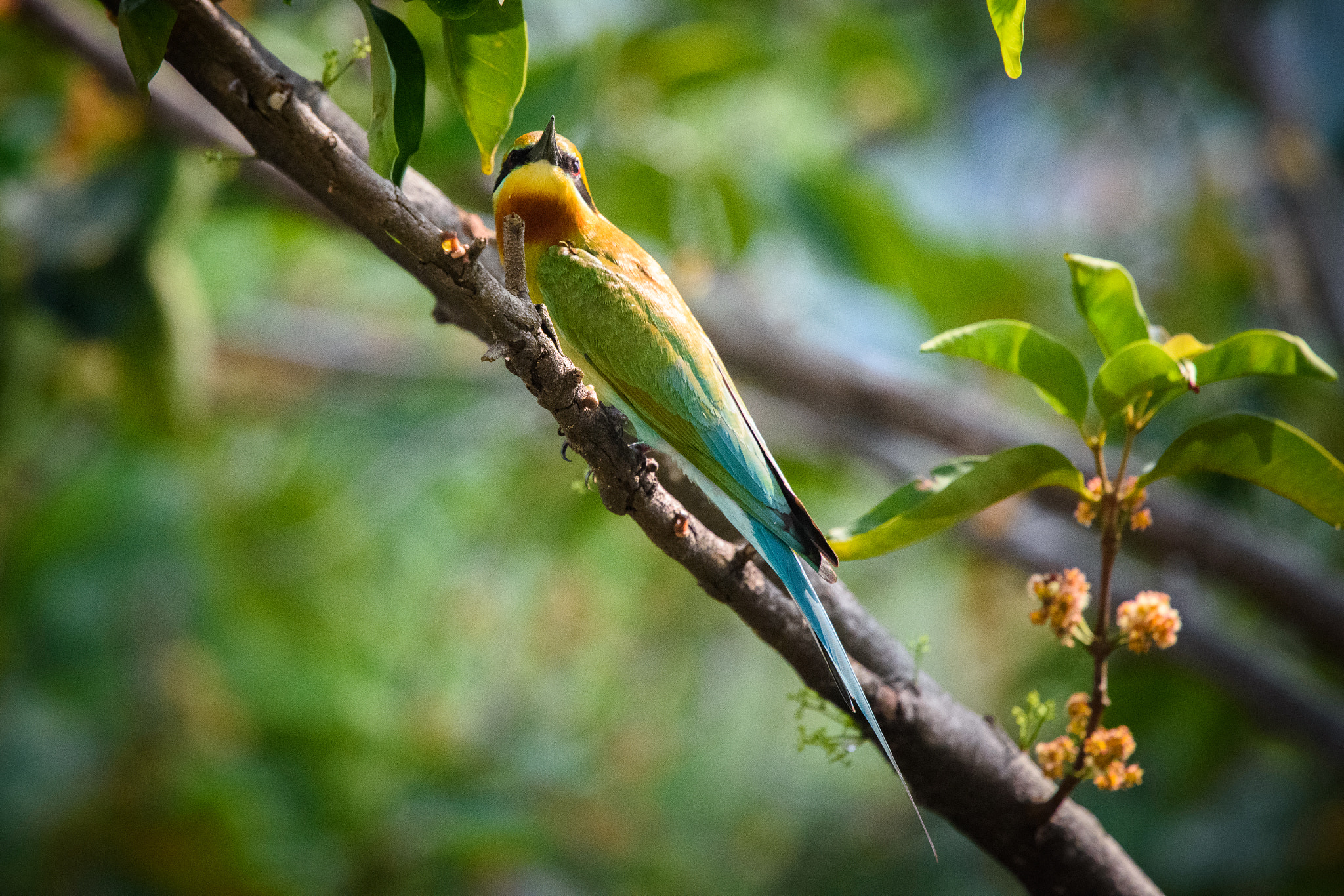 Nikon Nikkor AF-S 300mm F4E PF ED VR sample photo. Too beautiful to hide photography