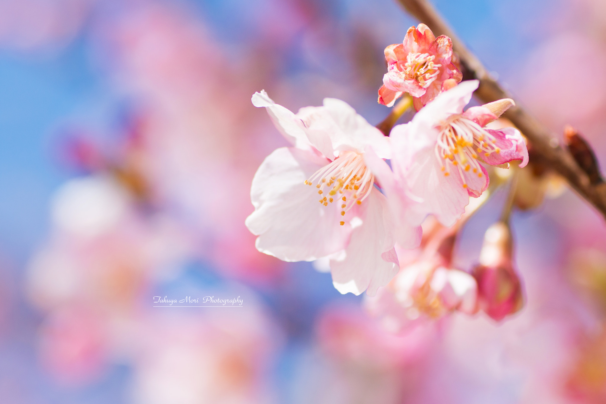 Canon EOS 70D + Tamron SP AF 90mm F2.8 Di Macro sample photo. 河津桜 photography