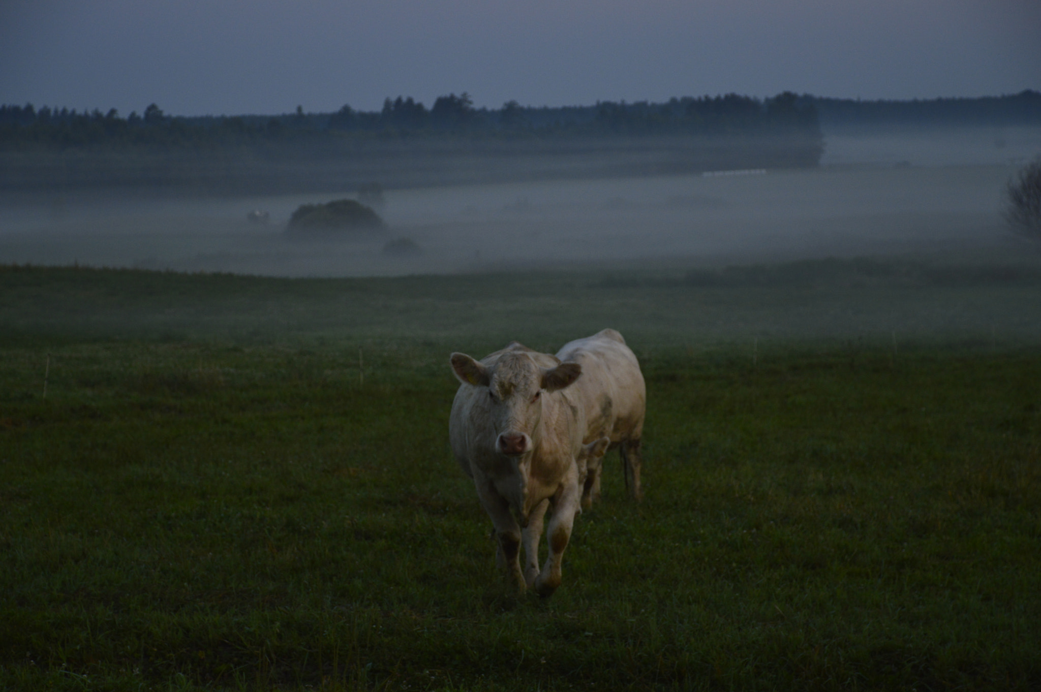 Nikon D3200 sample photo. Misty cow photography