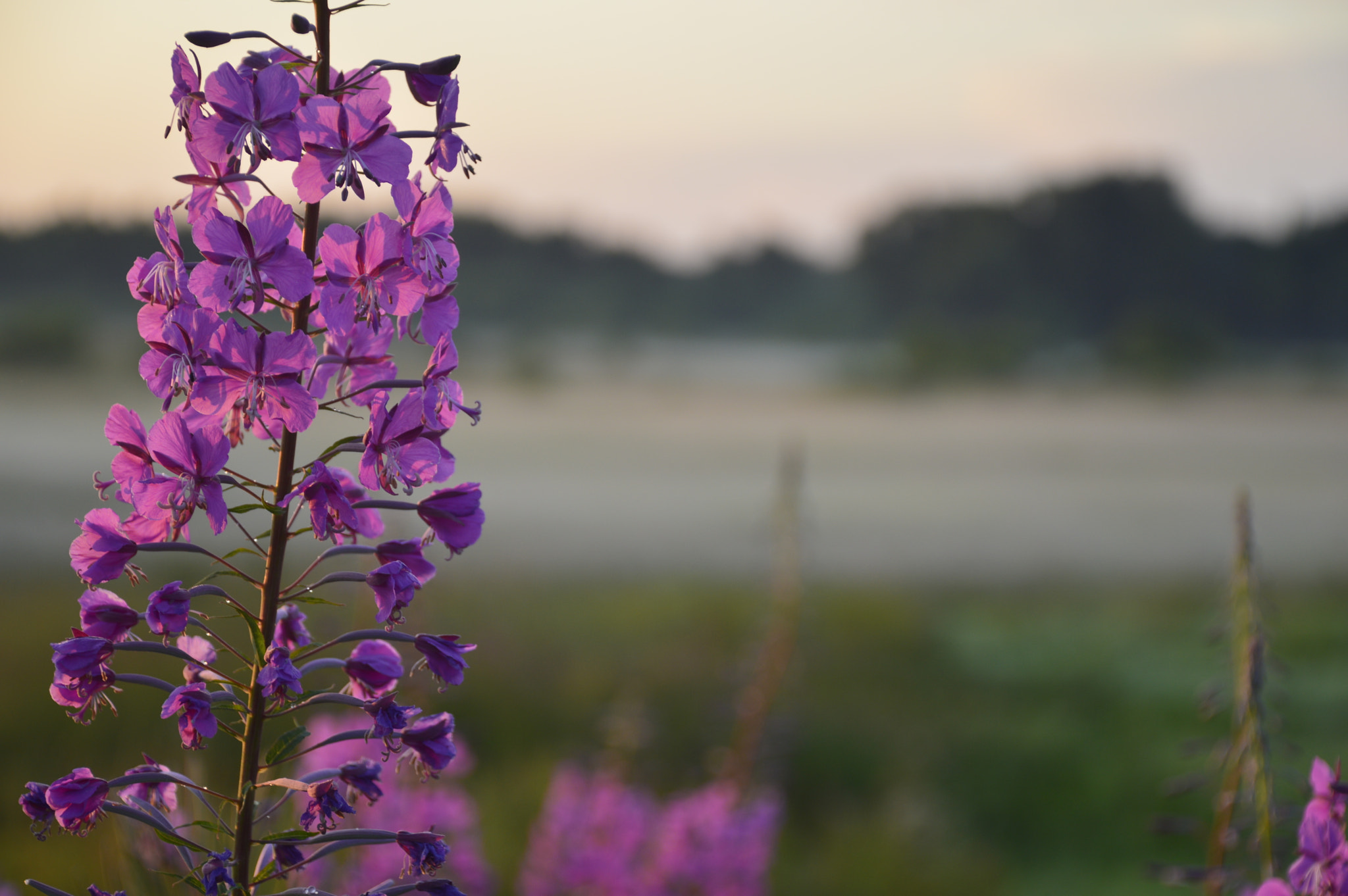 Nikon D3200 sample photo. Random flower photography