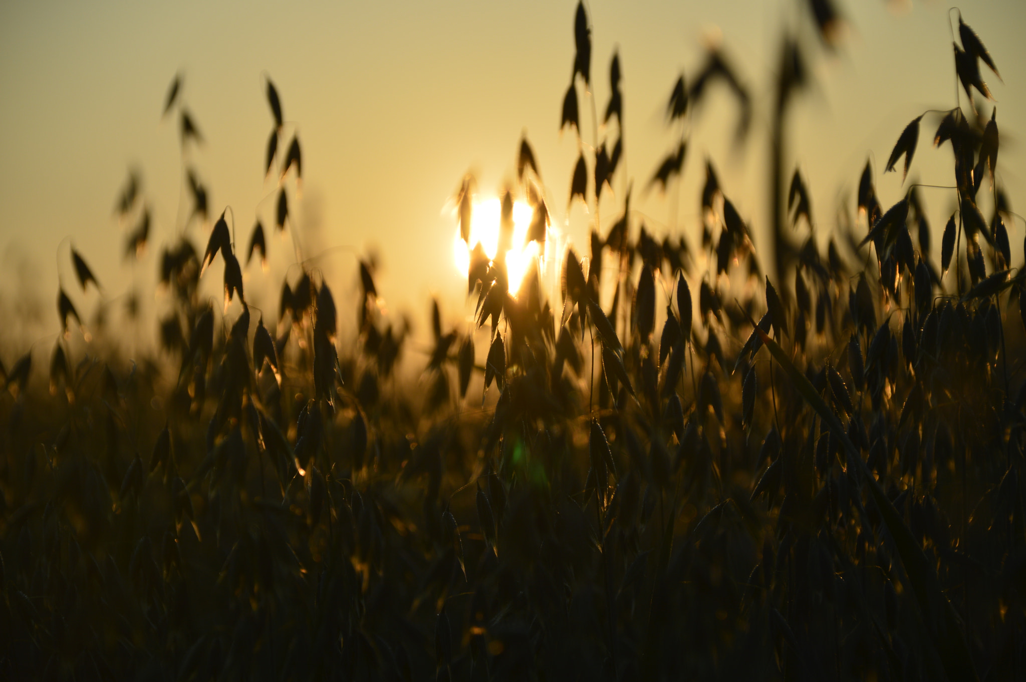 Nikon D3200 sample photo. Oatsun photography