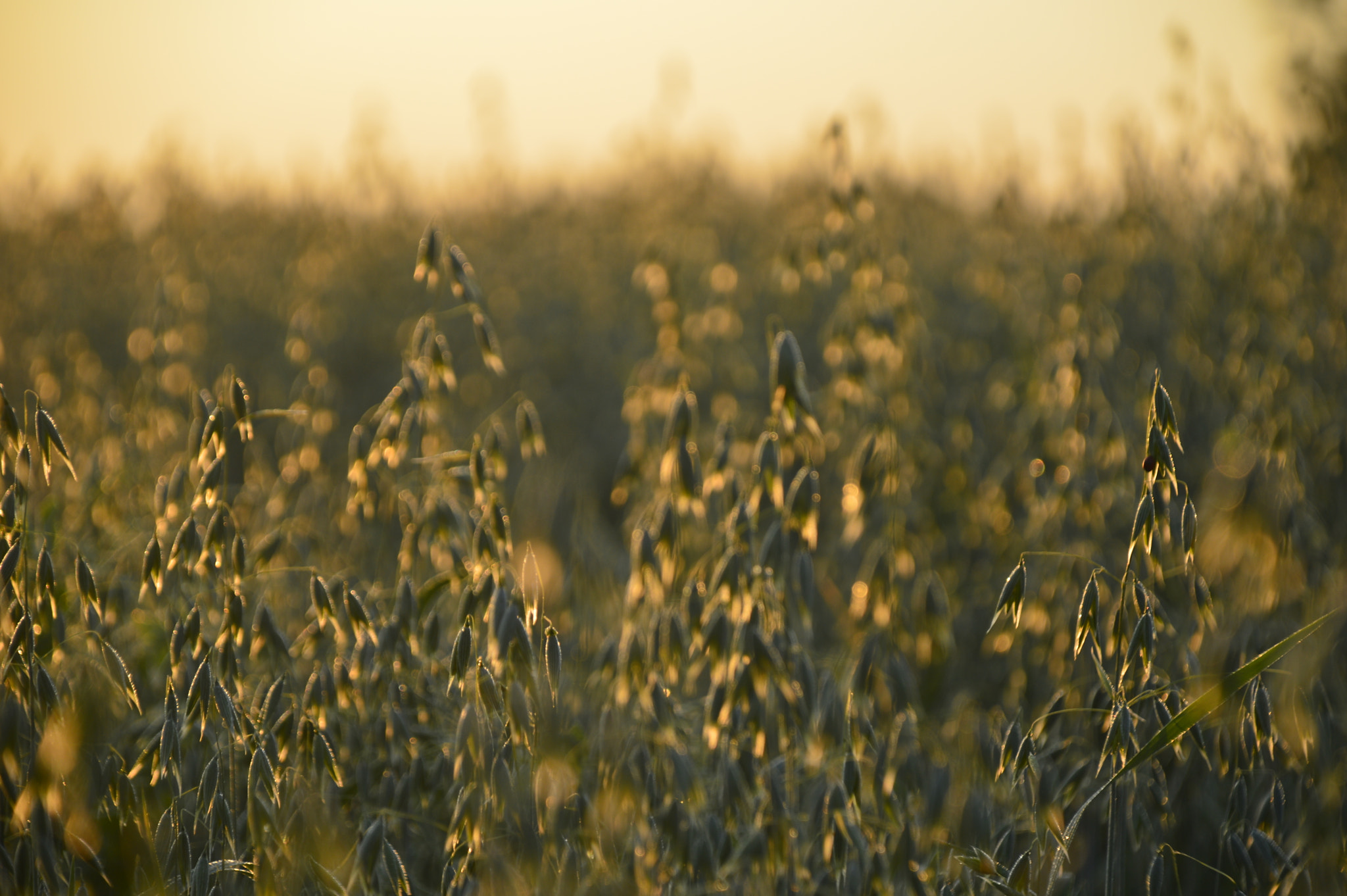Nikon D3200 sample photo. Oat photography