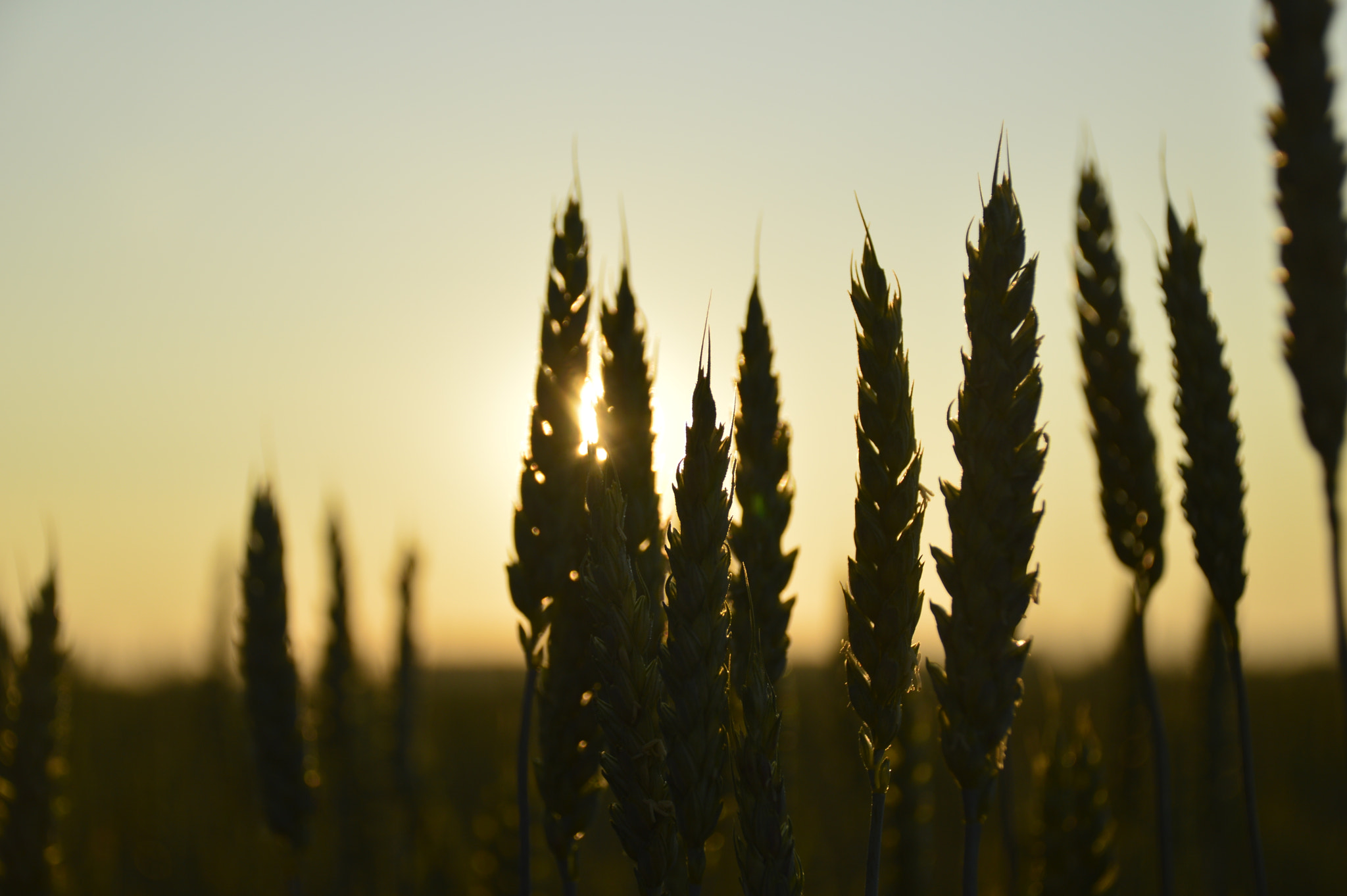 Nikon D3200 sample photo. Grain photography