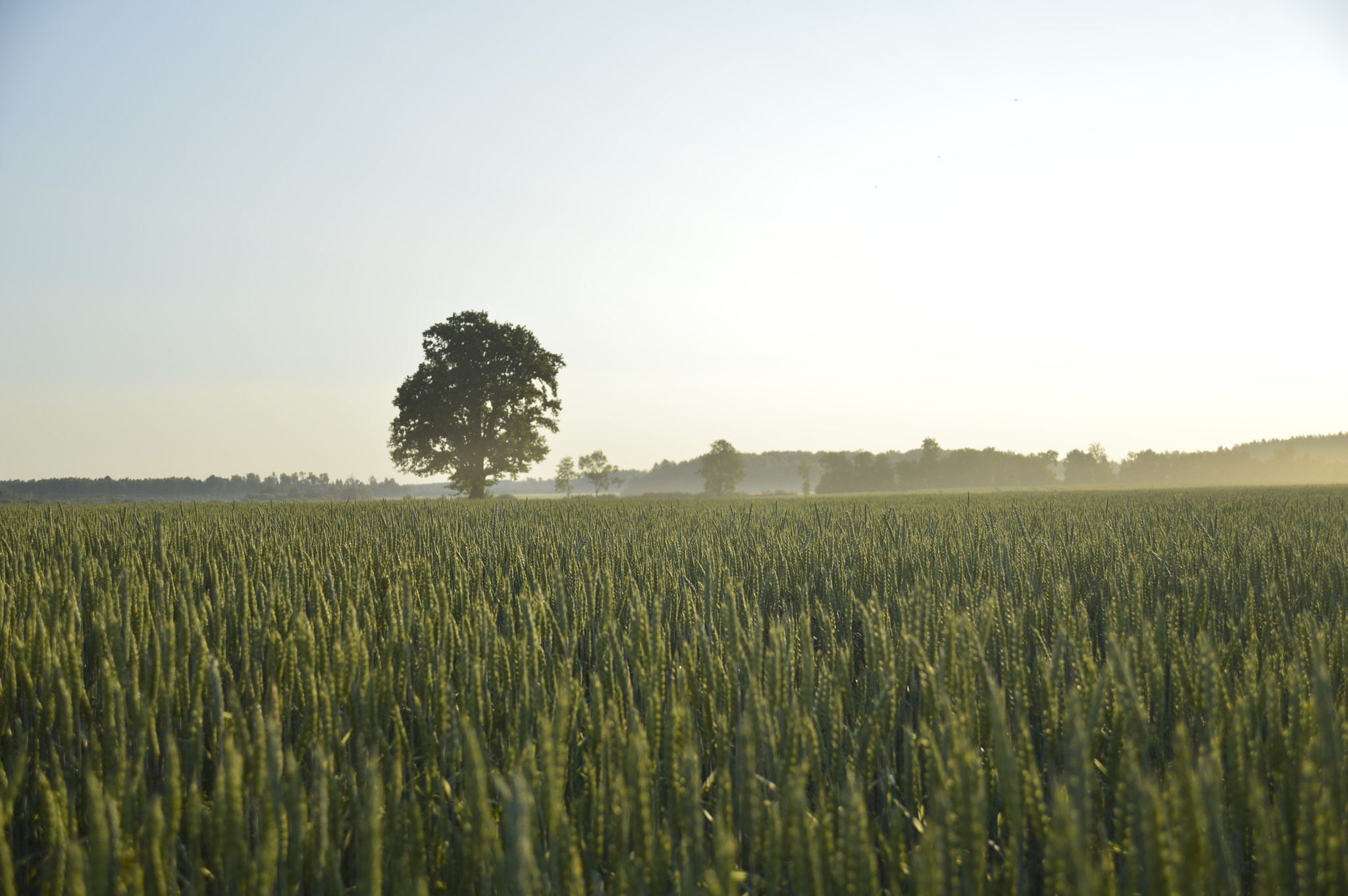 Nikon D3200 sample photo. Oak photography
