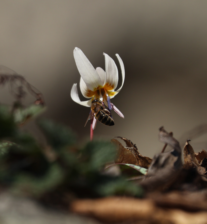 Canon EF 70-300mm F4-5.6L IS USM sample photo. A new season photography