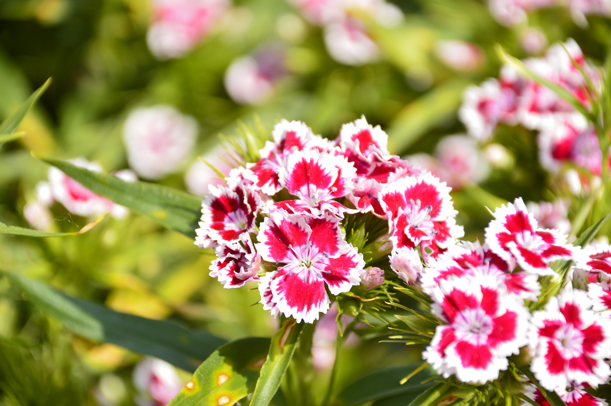 Nikon D3200 sample photo. Random flower photography